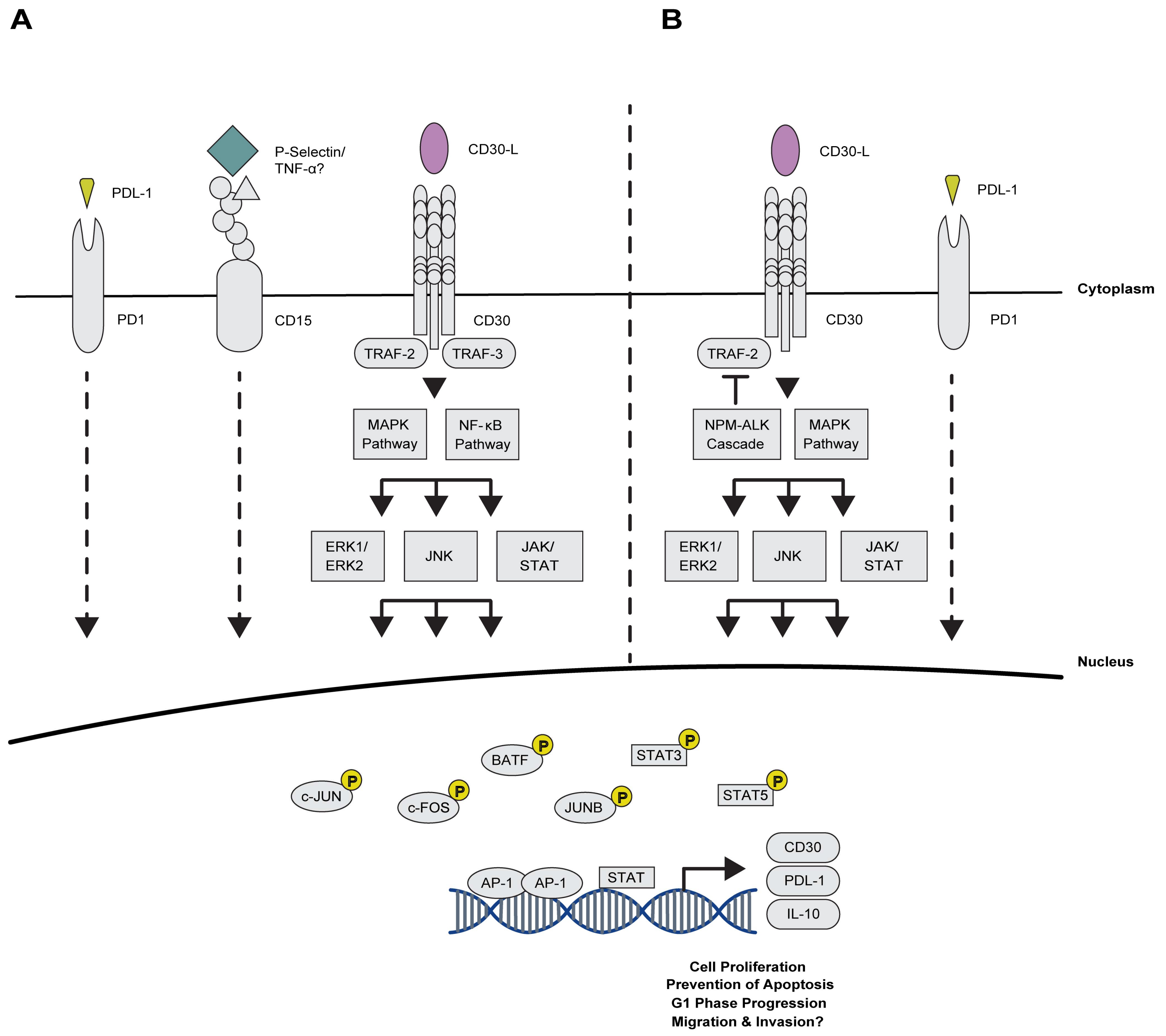 Cancers 10 00093 g003