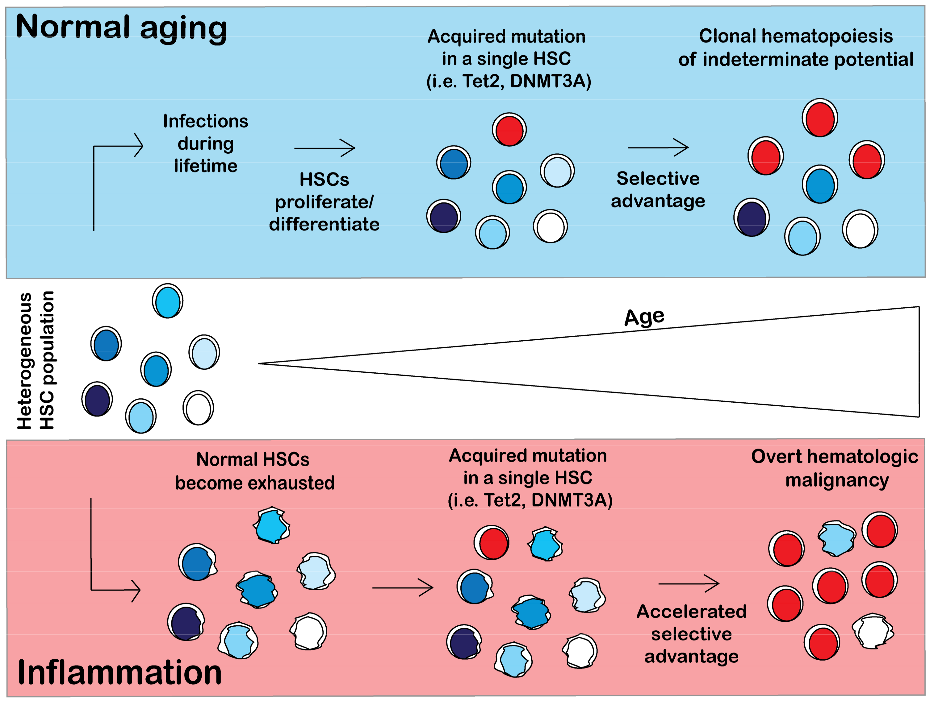 Cancers 10 00104 g003