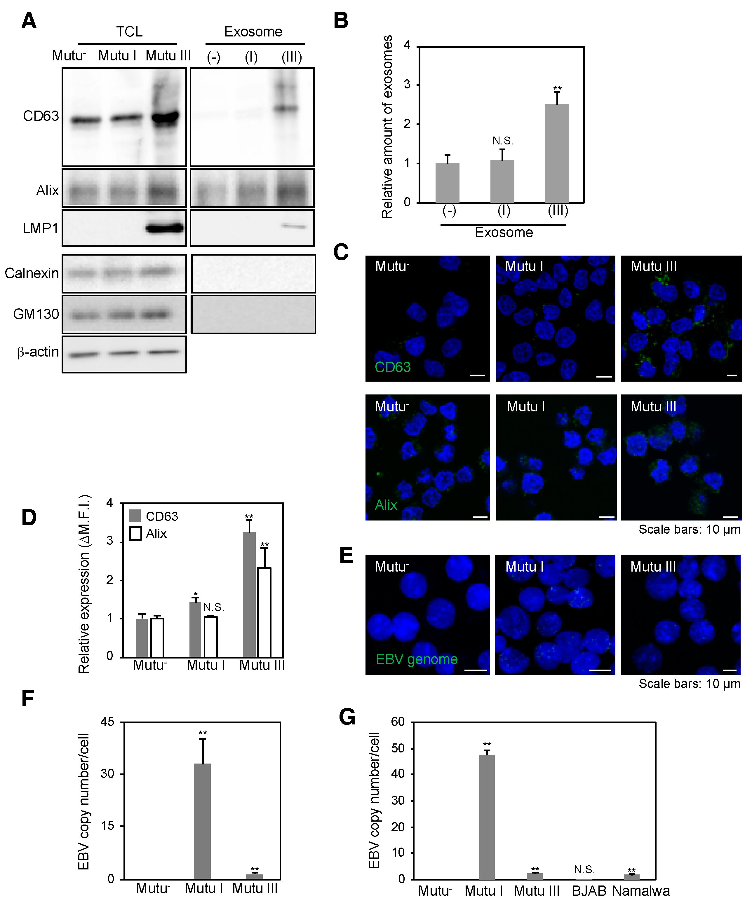 Cancers 10 00237 g002