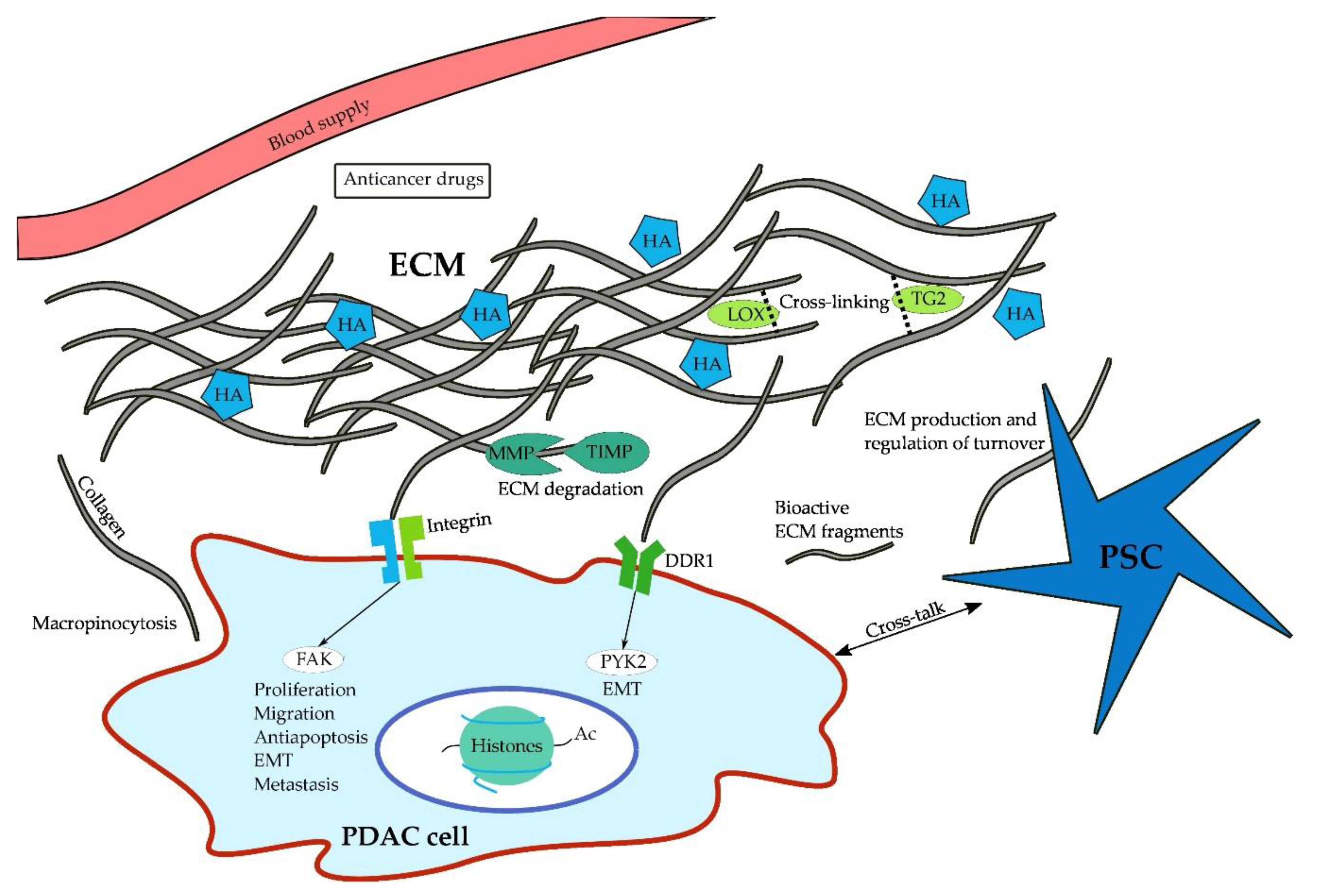 Cancers Free Full Text The Extracellular Matrix And Pancreatic