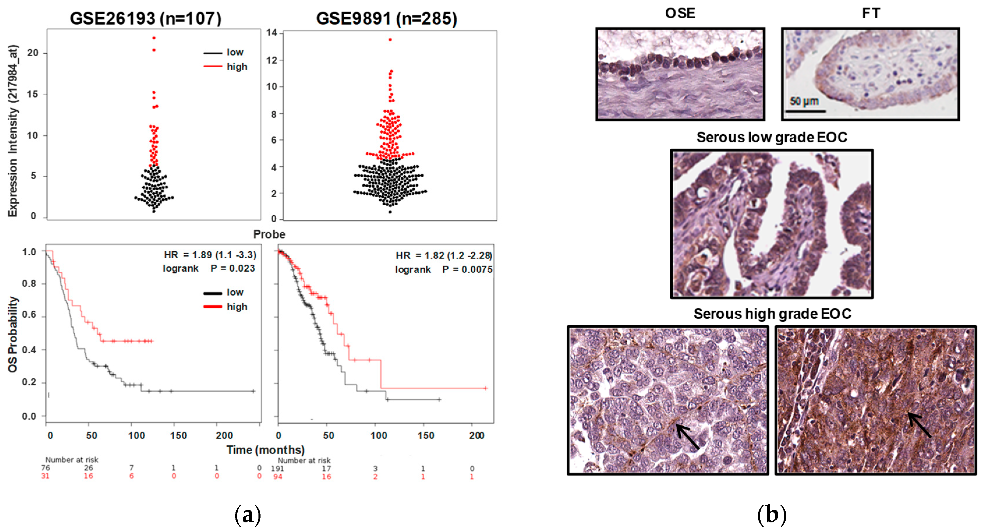 Cancers 11 00255 g001