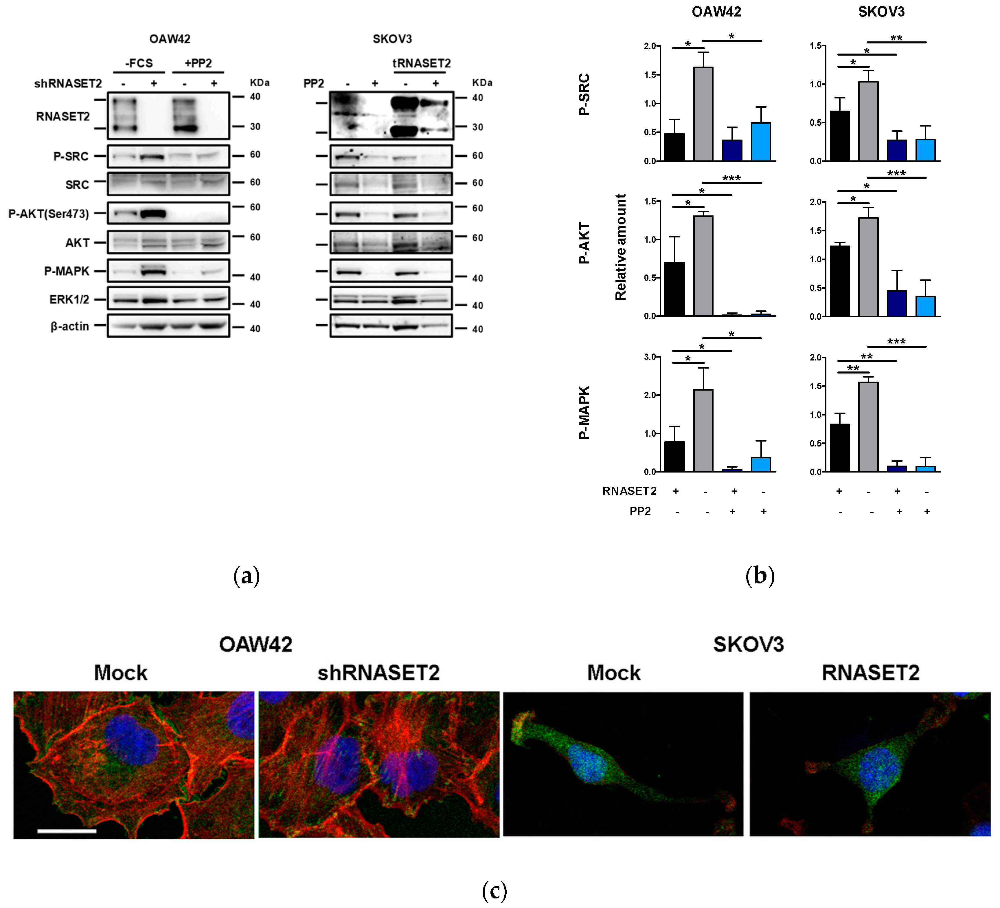 Cancers 11 00255 g004