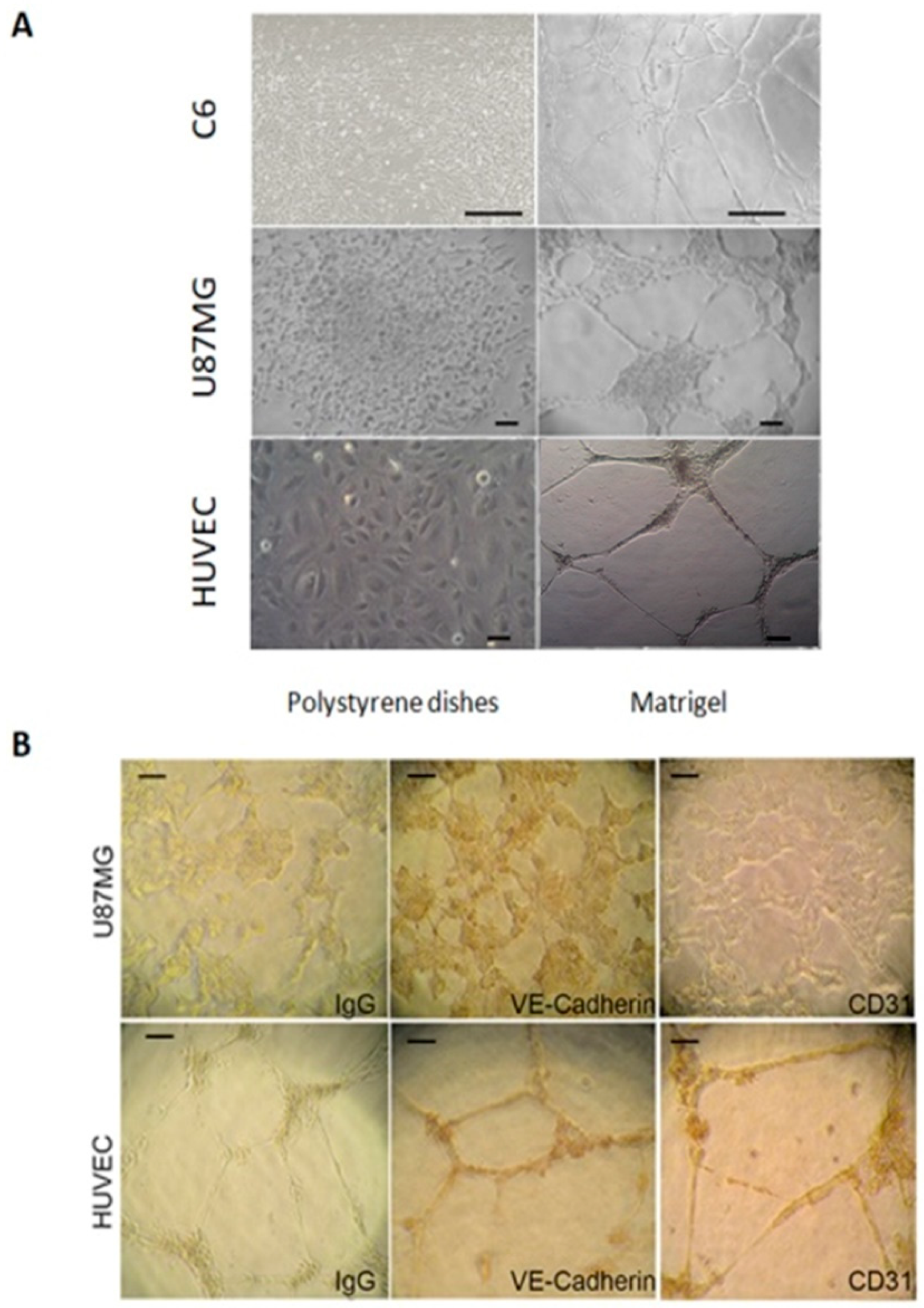 Cancers 11 00747 g001