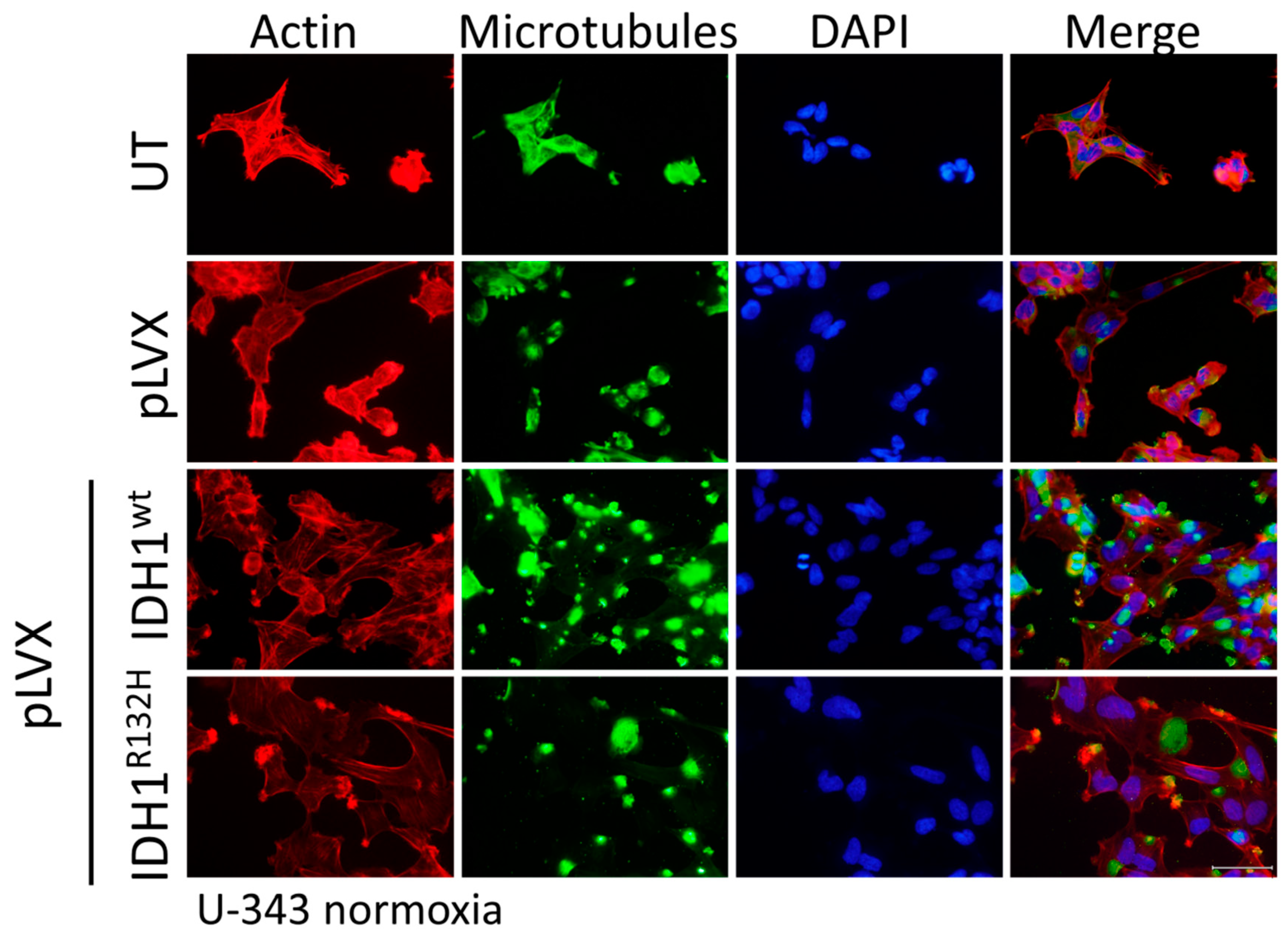 Cancers 11 00889 g0a4