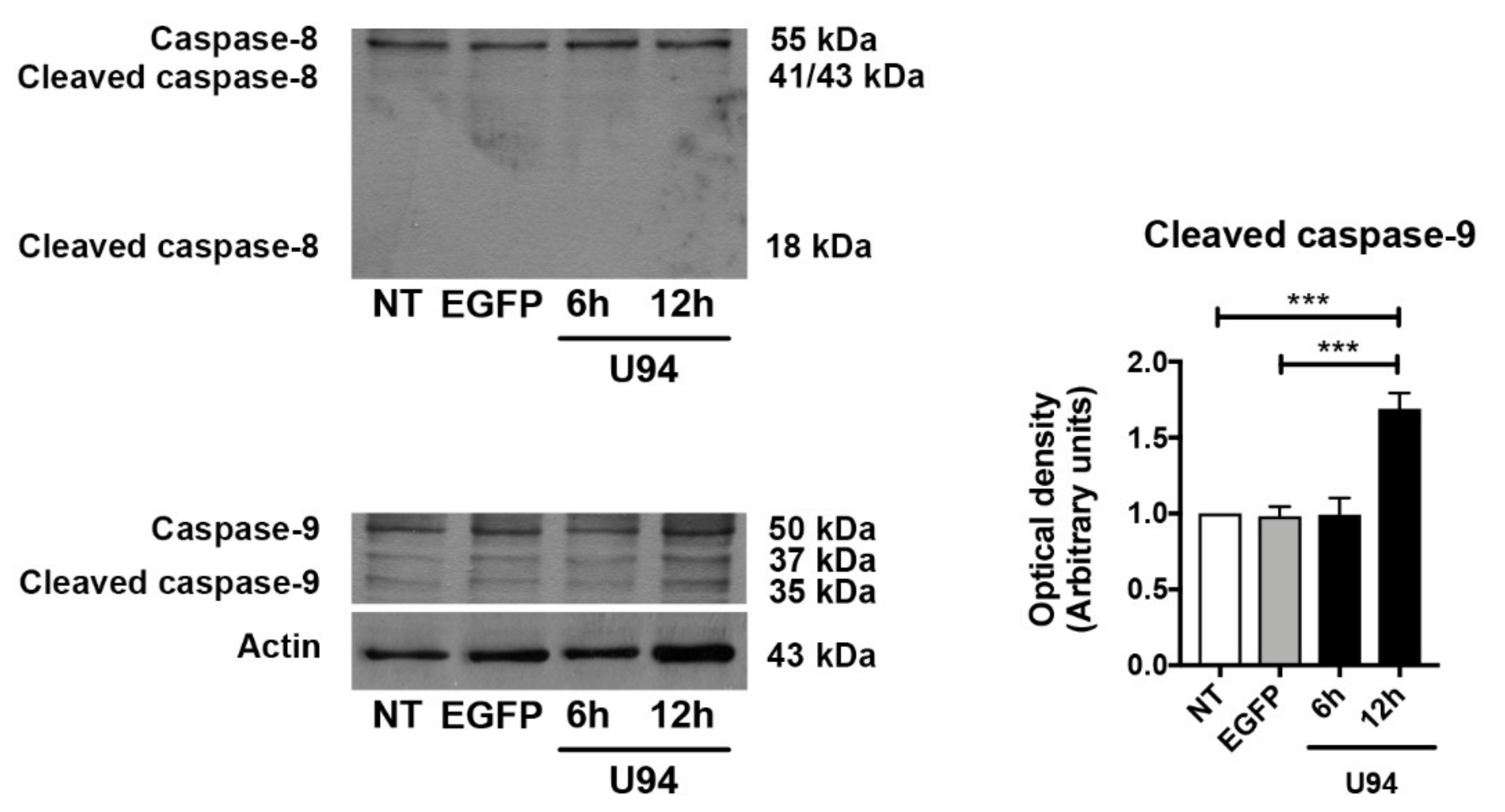 Cancers 11 01006 g006
