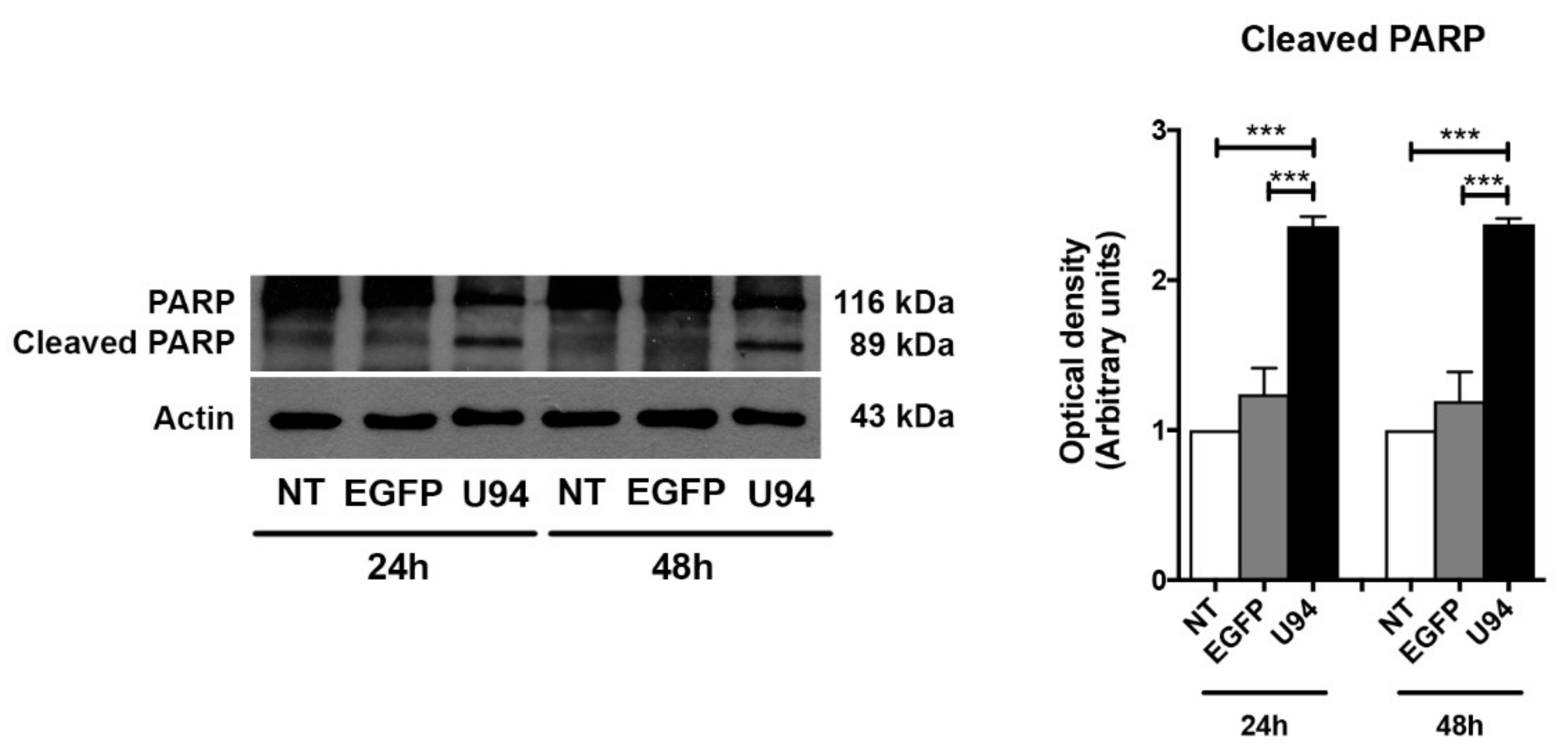 Cancers 11 01006 g007