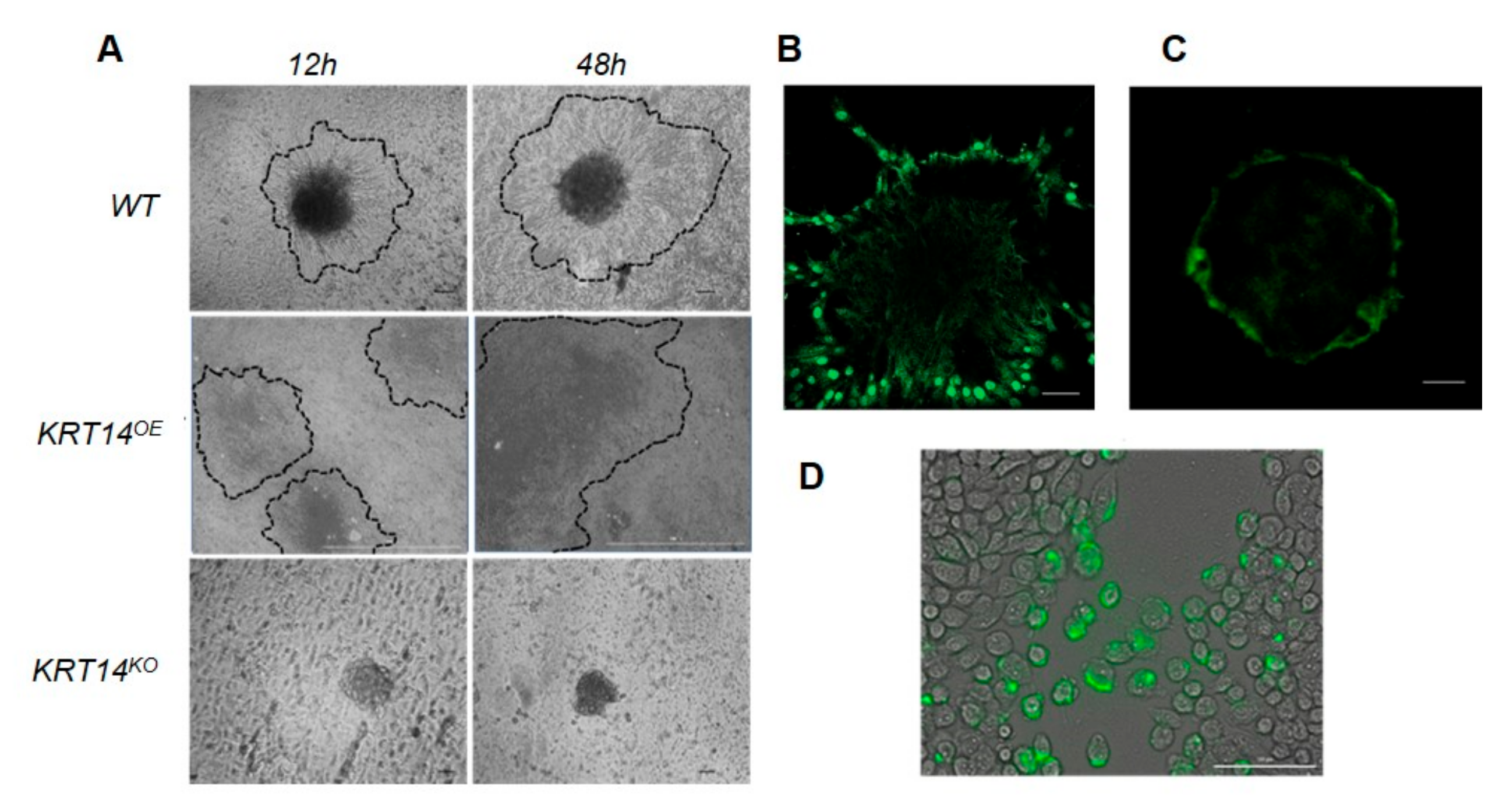 Cancers 11 01228 g005
