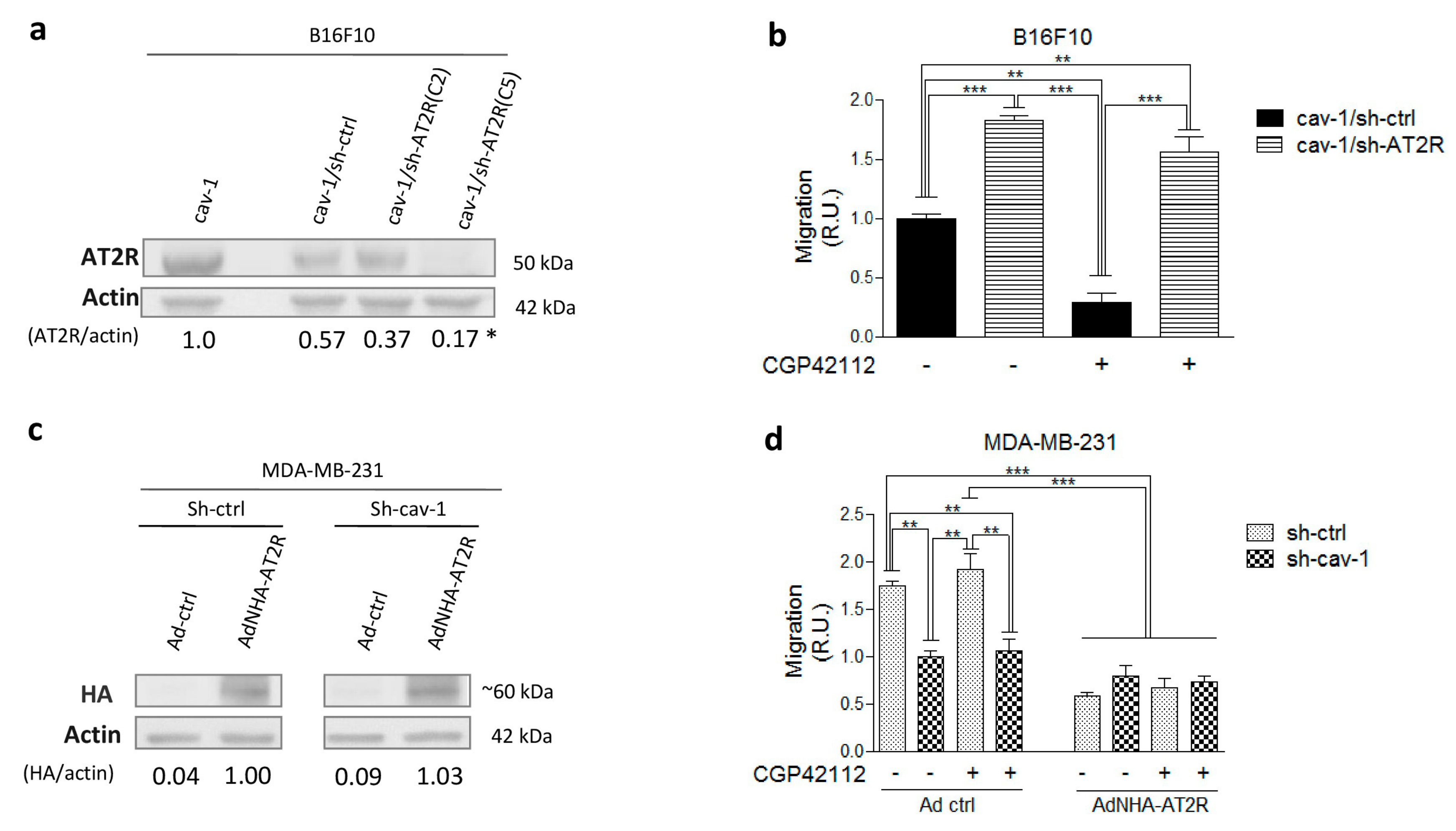 Cancers 11 01299 g002 Cancers 11 01299 g002