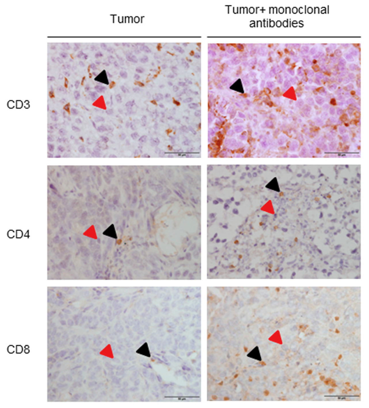 Cancers 11 01301 g003 Cancers 11 01301 g003
