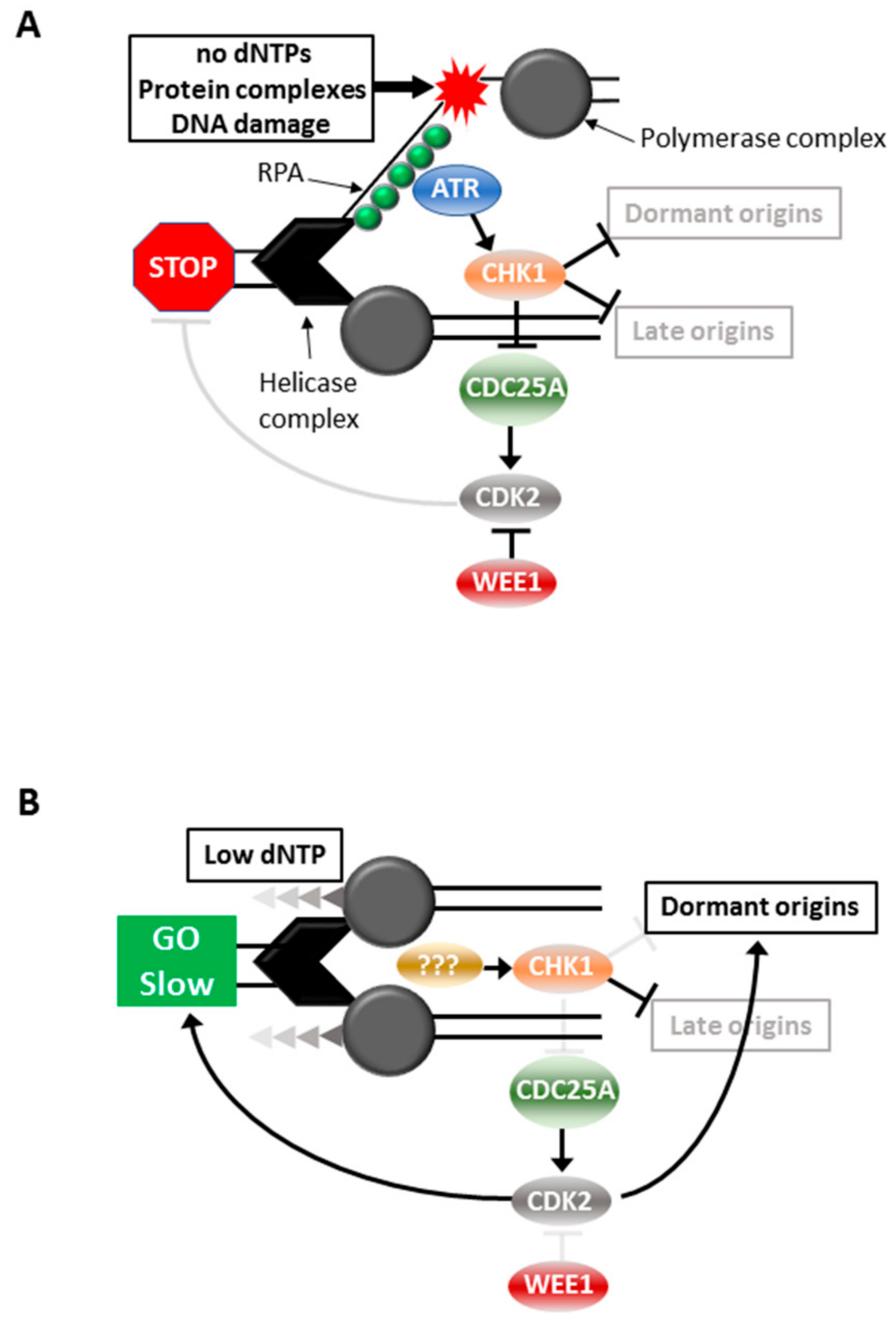Cancers 11 01320 g001