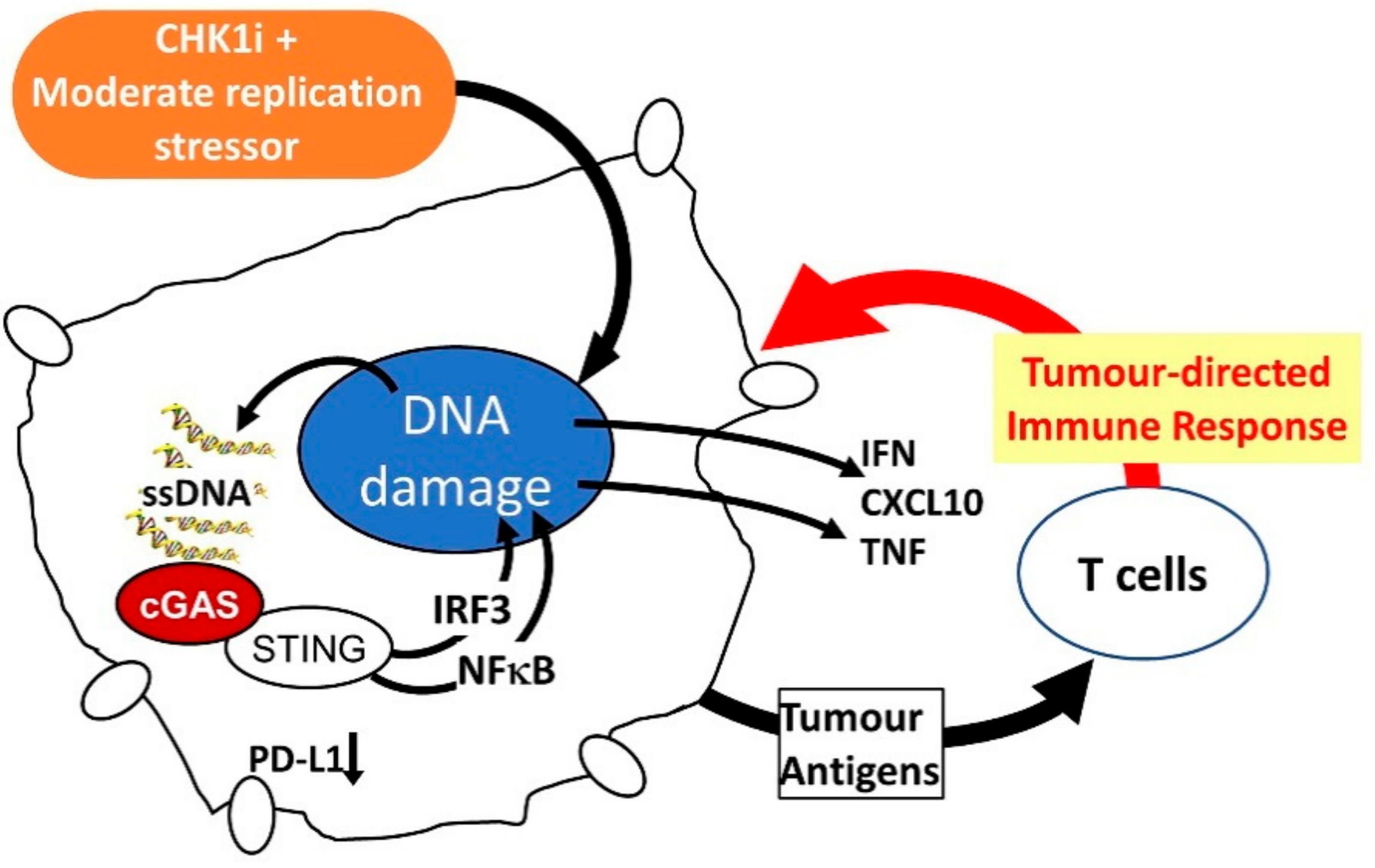 Cancers 11 01320 g004