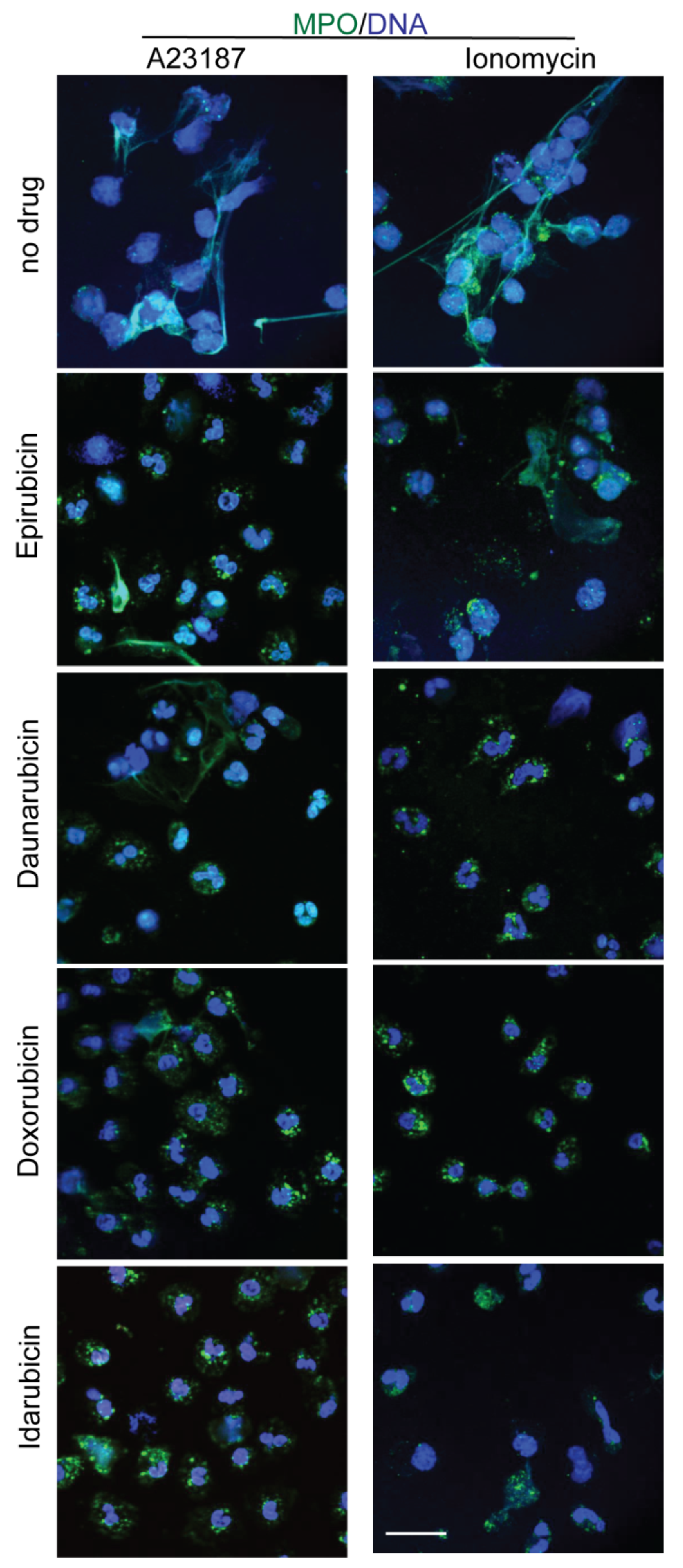 Cancers 11 01328 g006