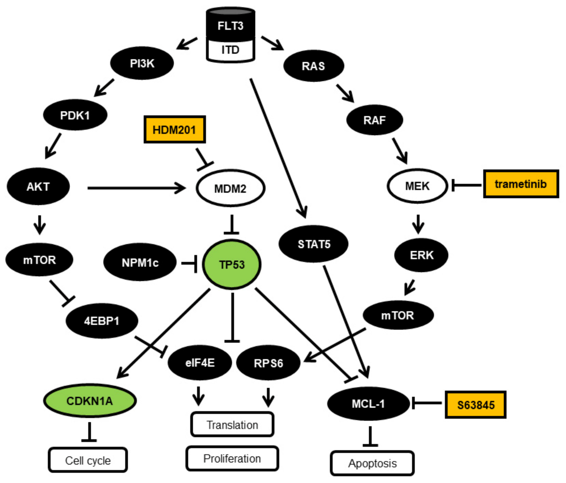 Cancers 11 01779 g003