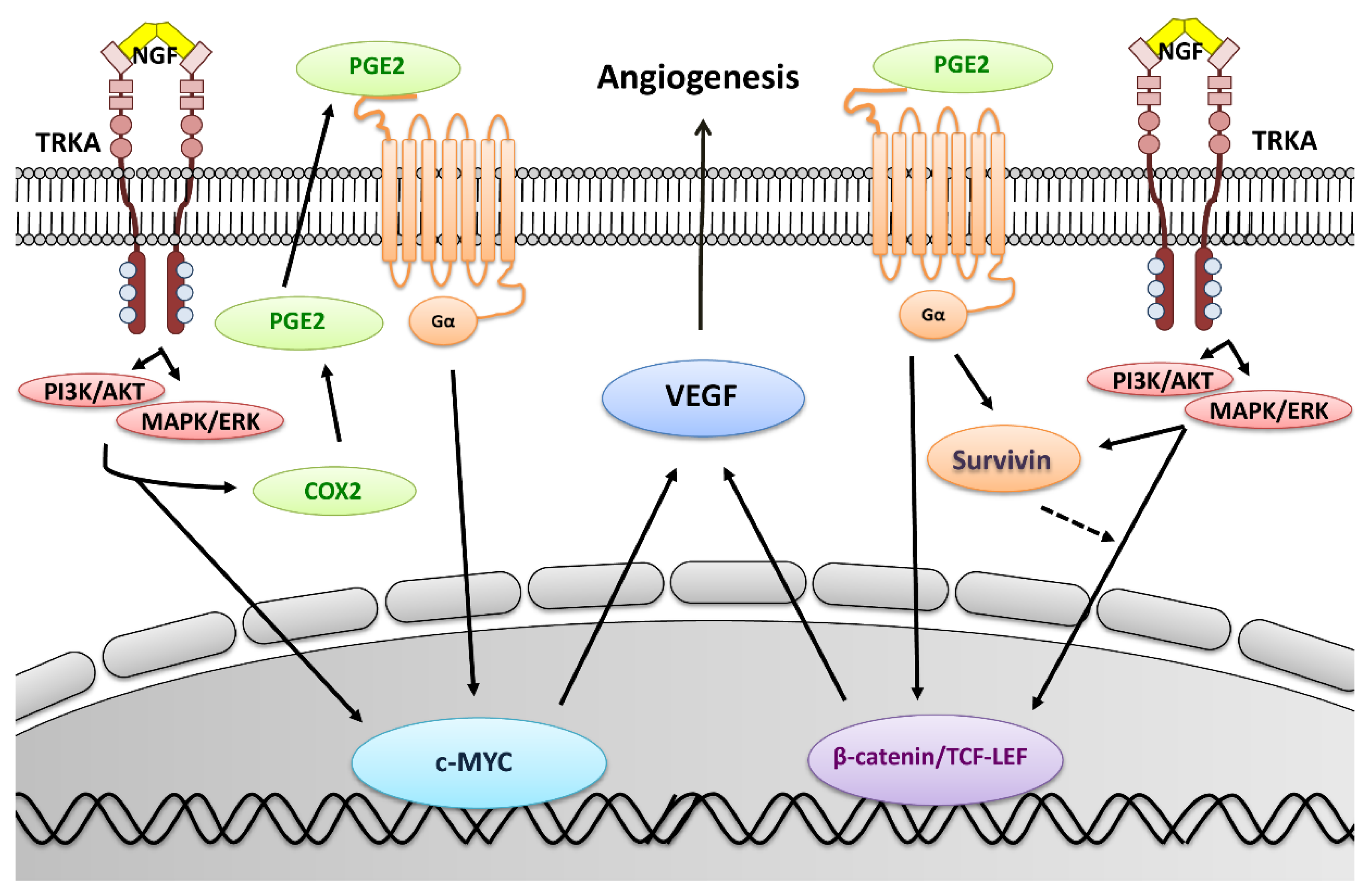 Cancers 11 01970 g007