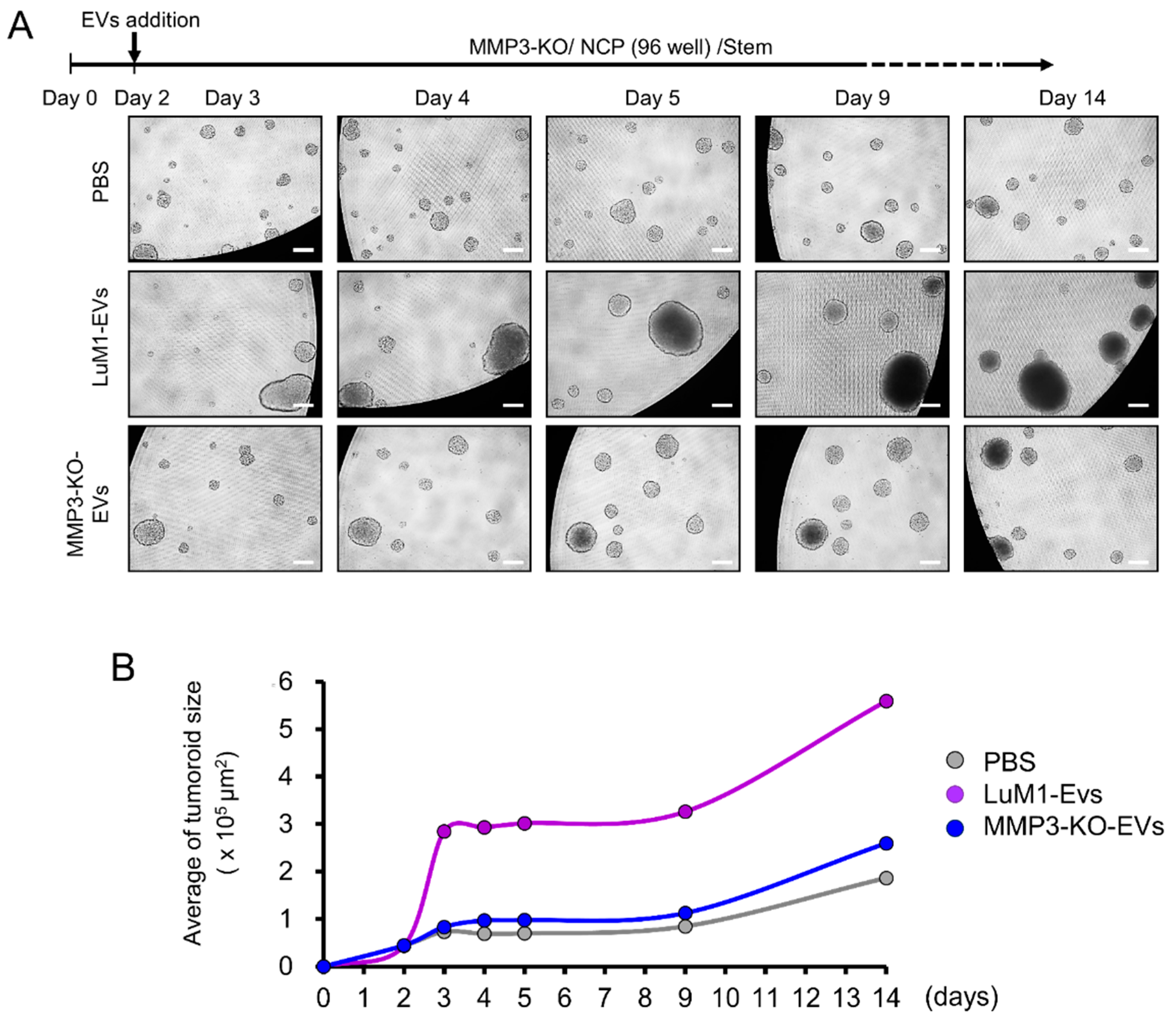 Cancers 12 01260 g005 Cancers 12 01260 g005