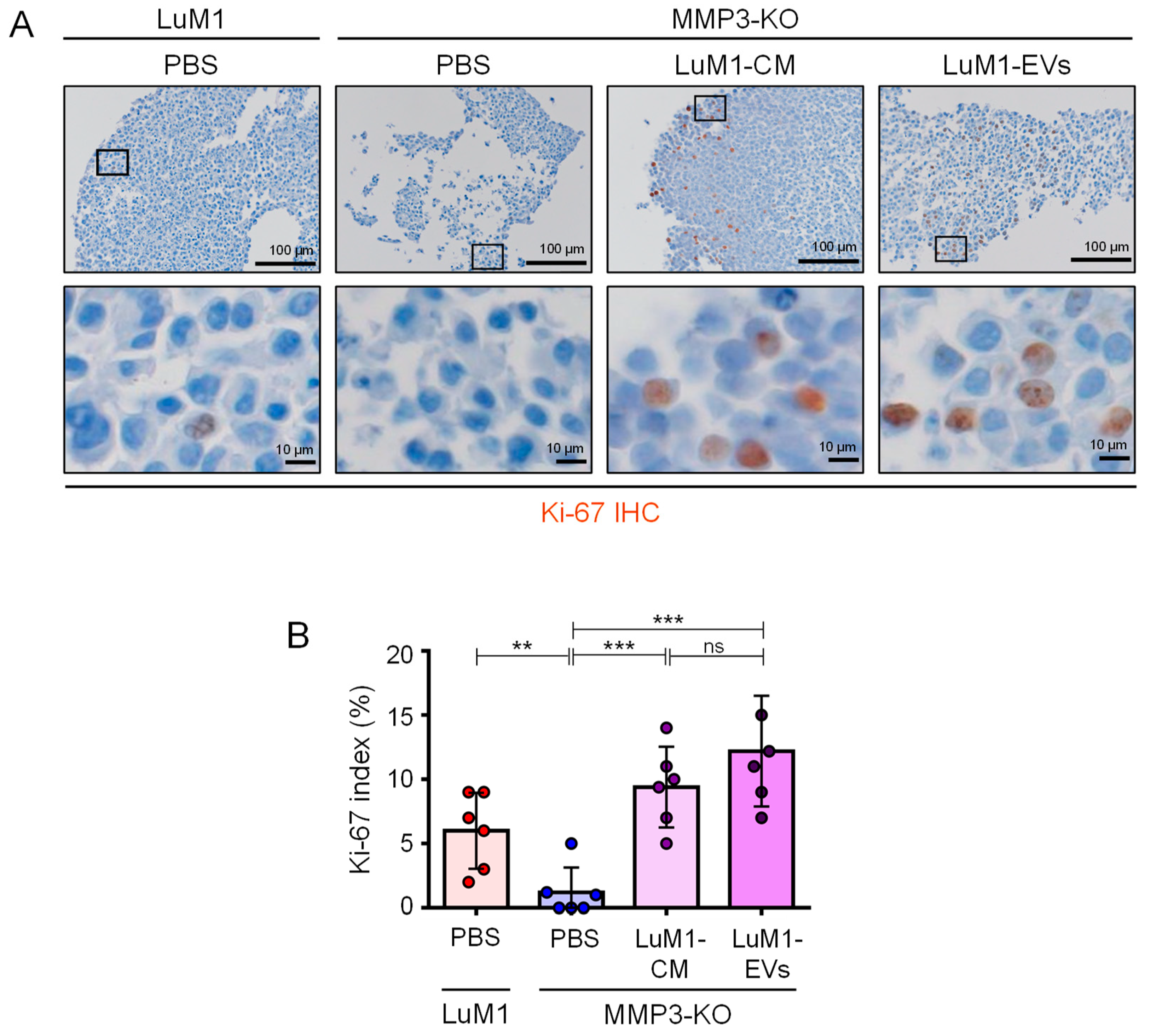Cancers 12 01260 g012 Cancers 12 01260 g012