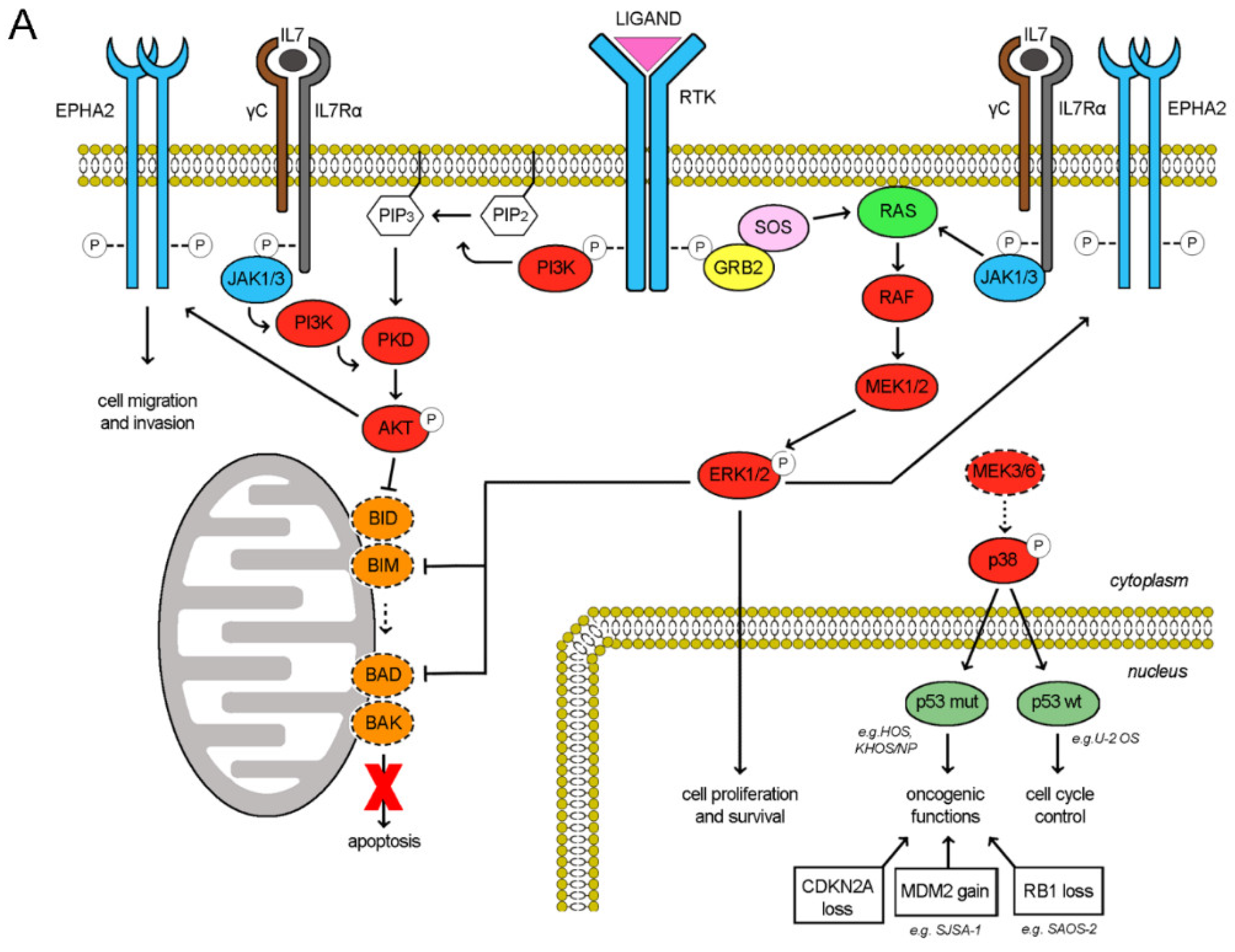 Cancers Free Full Text Pazopanib And Trametinib As A Synergistic