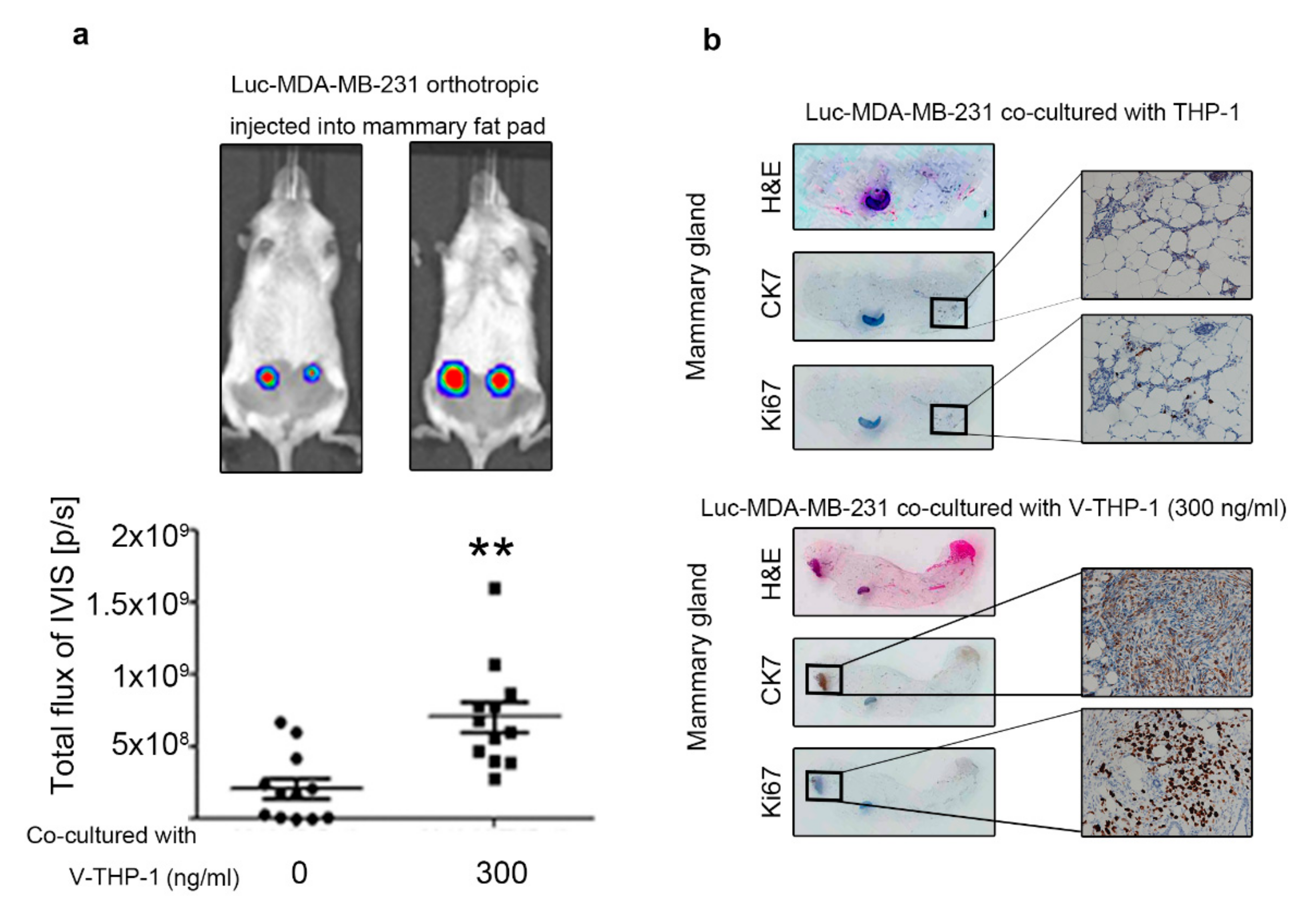 Cancers 12 03526 g005