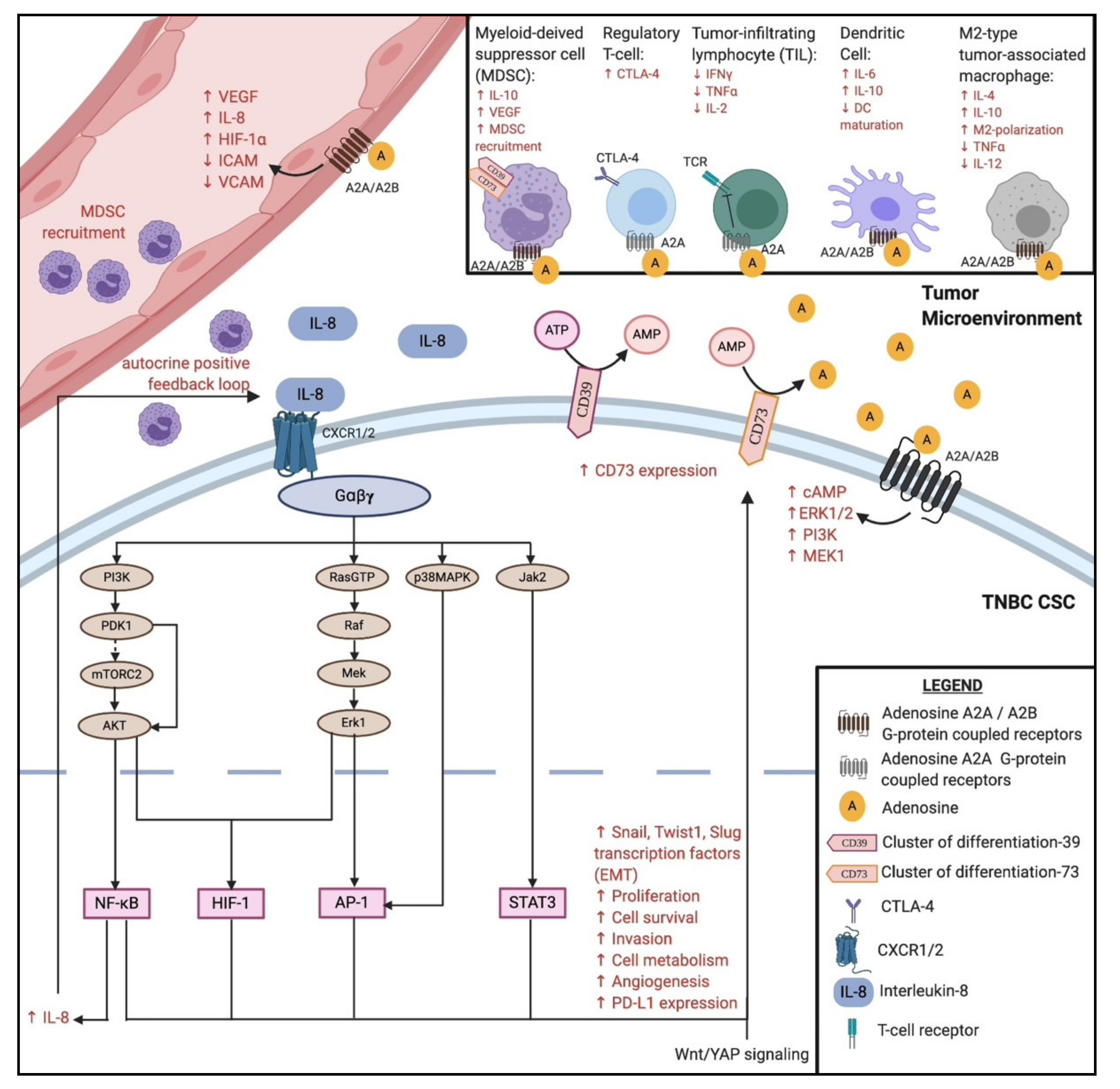 Cancers 12 03529 g002