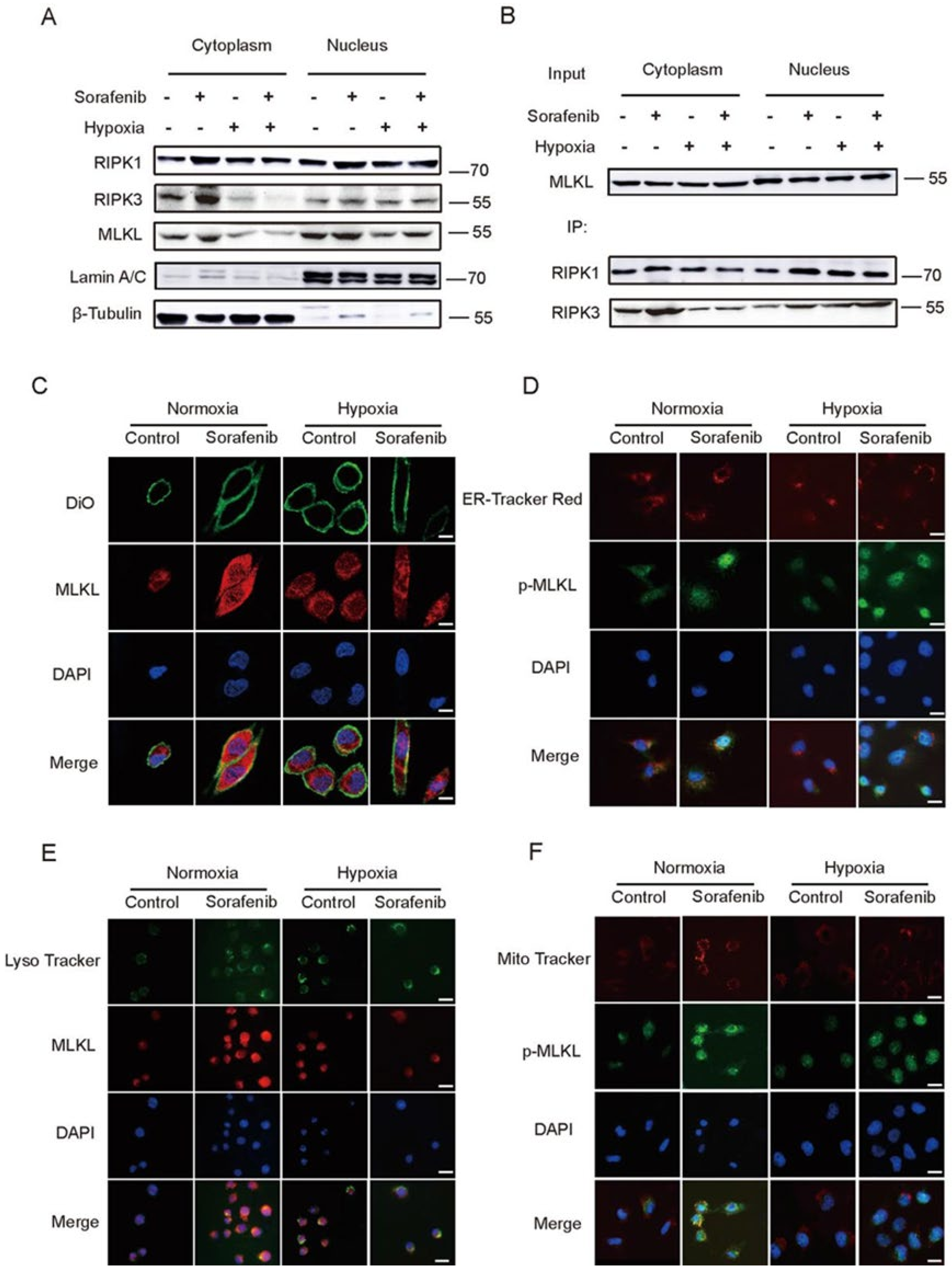 Cancers 13 00243 g003