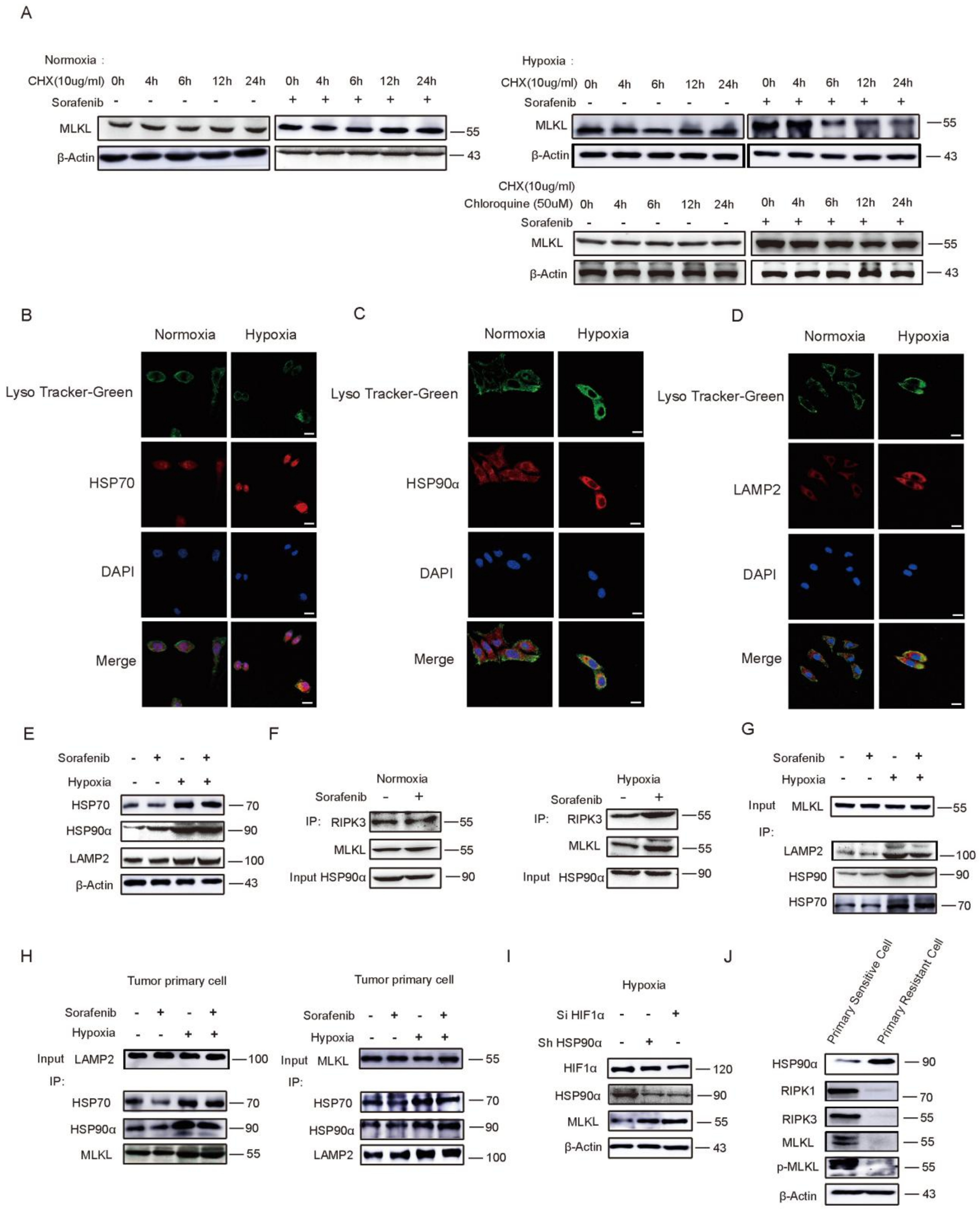 Cancers 13 00243 g004
