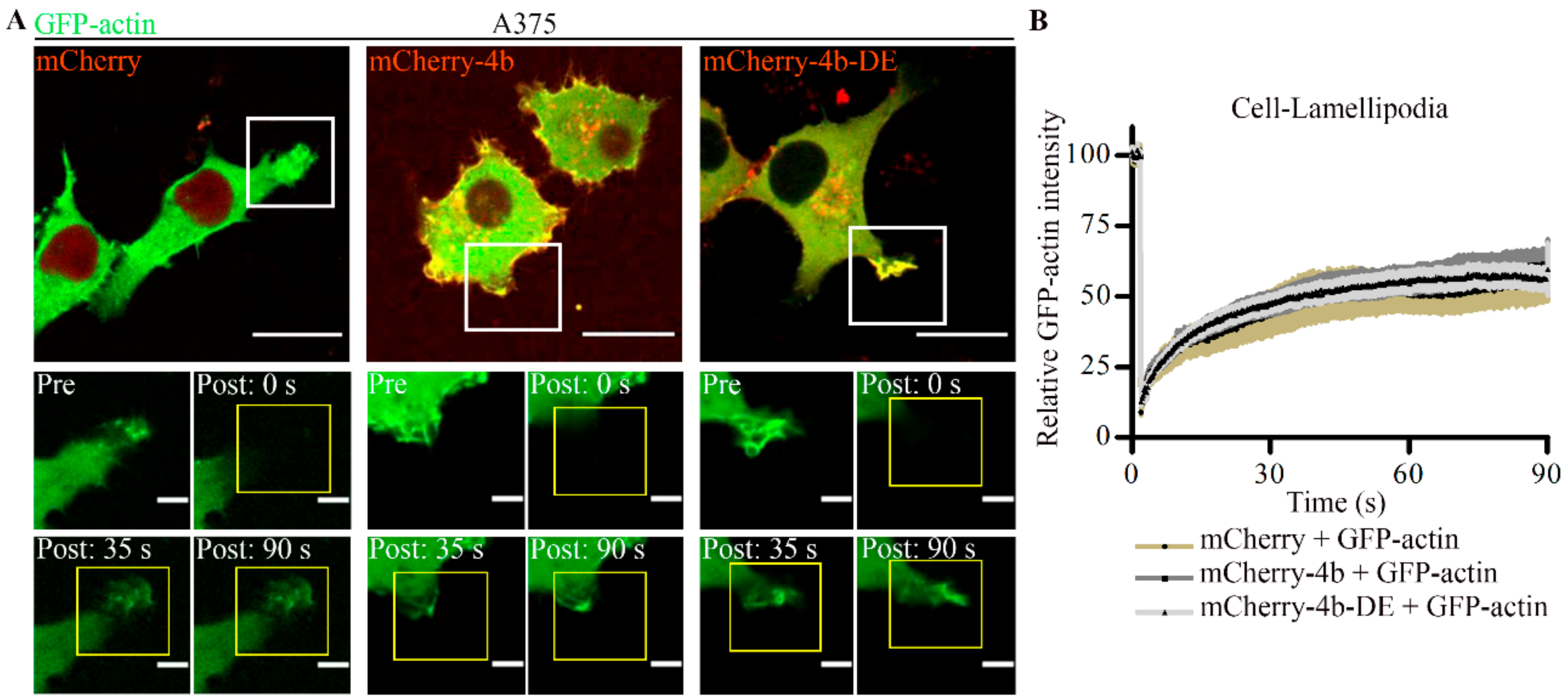 Cancers 13 01354 g006