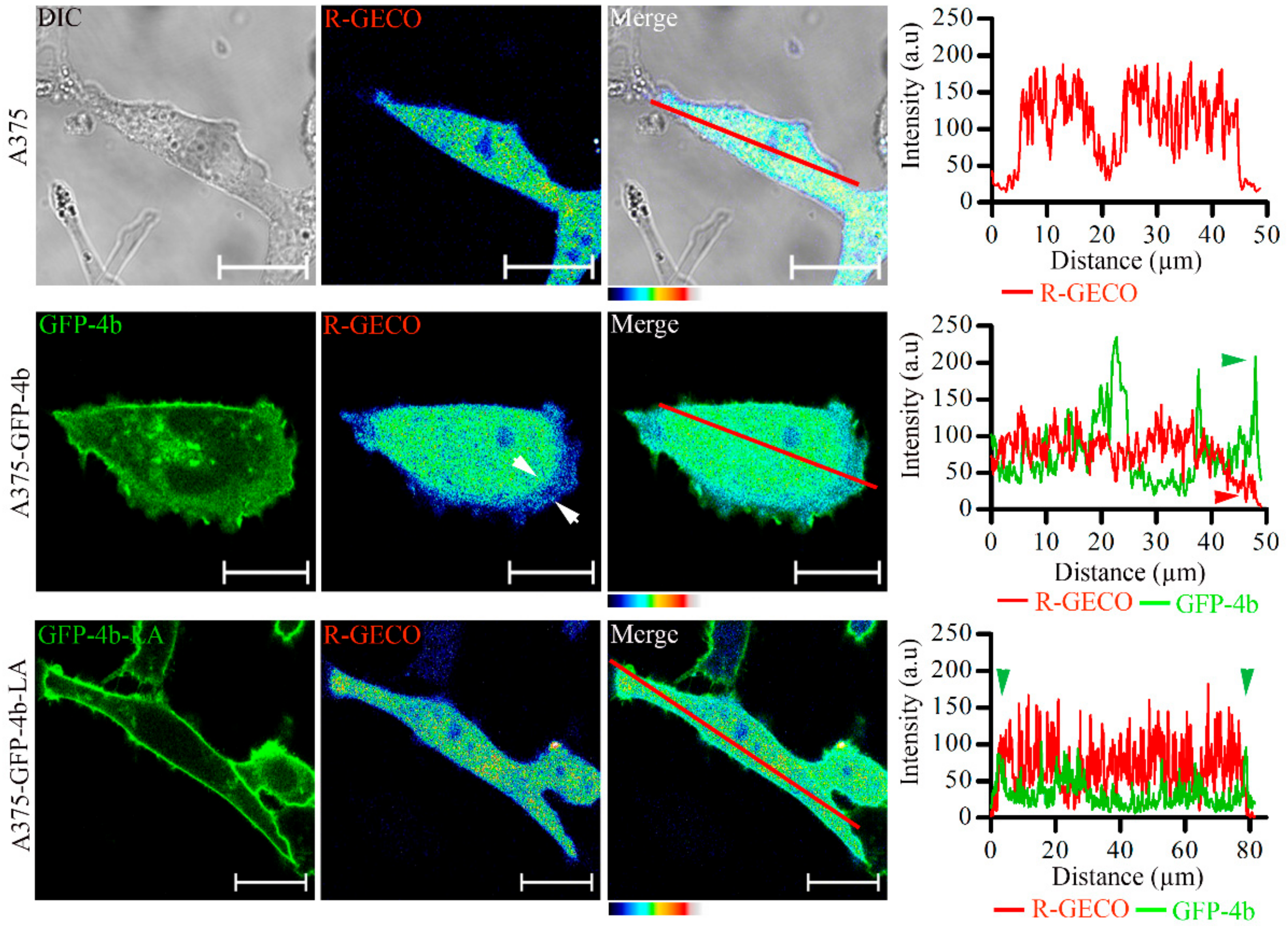 Cancers 13 01354 g010