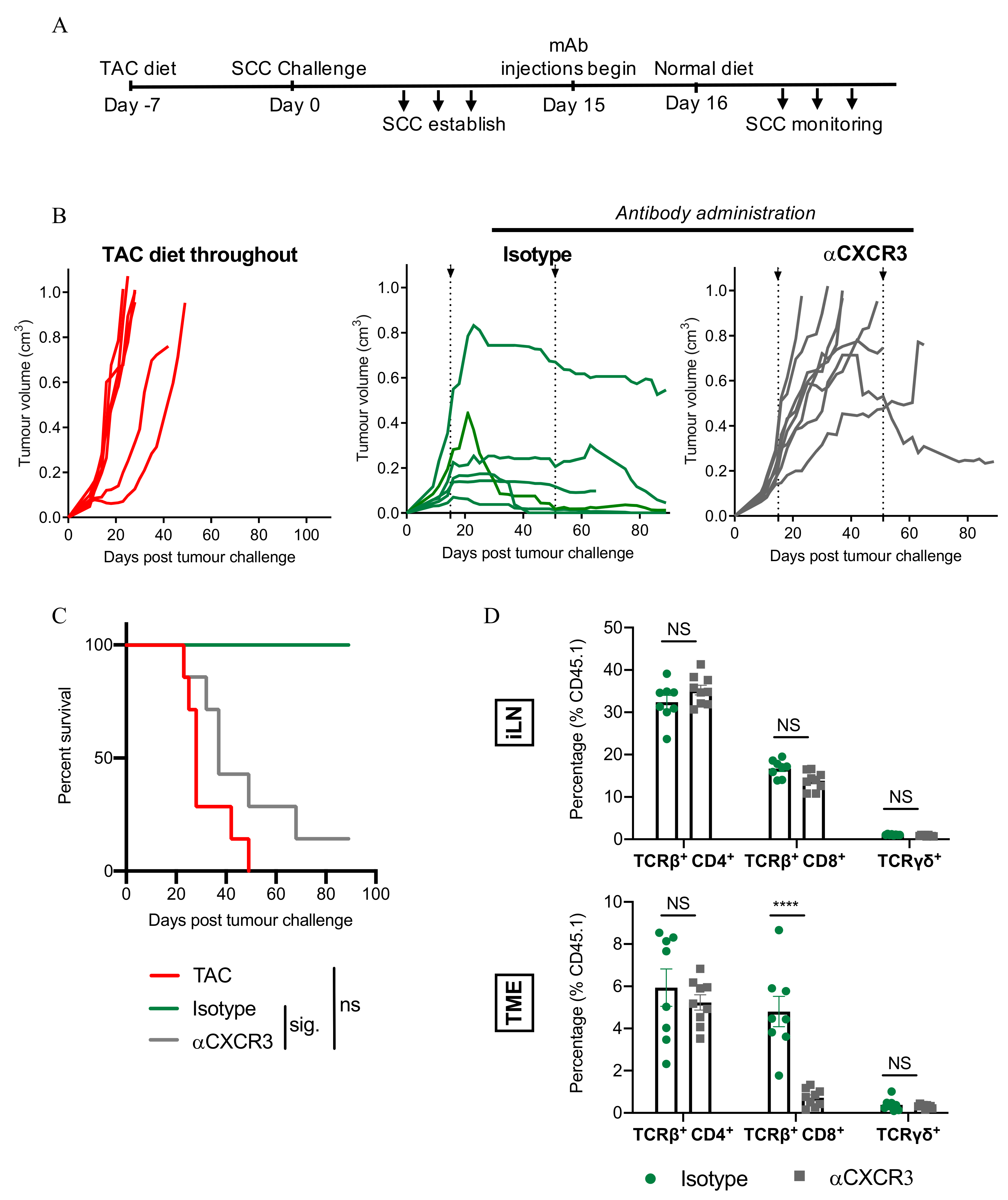 Cancers Free Full Text Ifn Critically Enables The Intratumoural