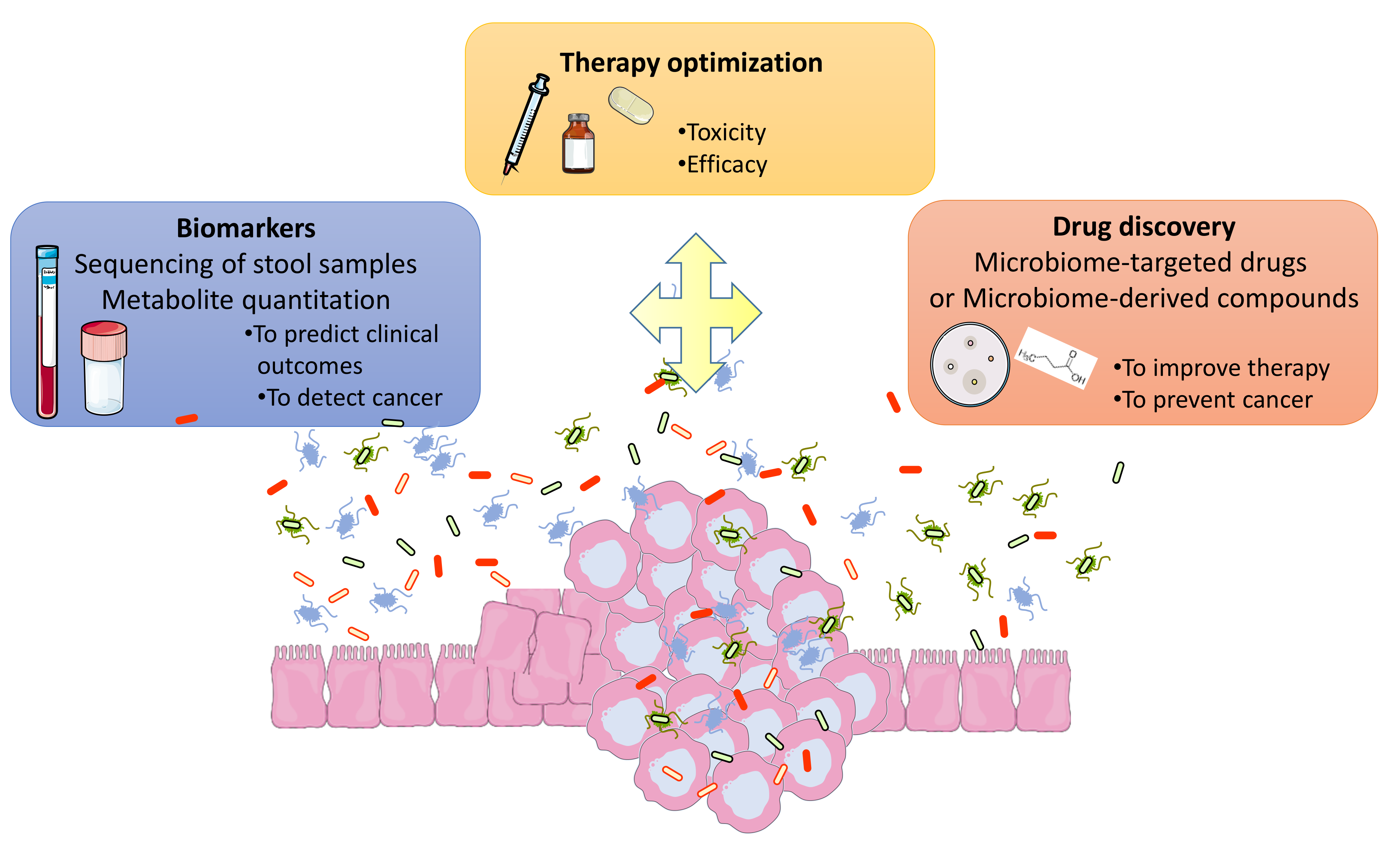Cancers Free Full Text Gut Microbiota As Potential Biomarker And Or