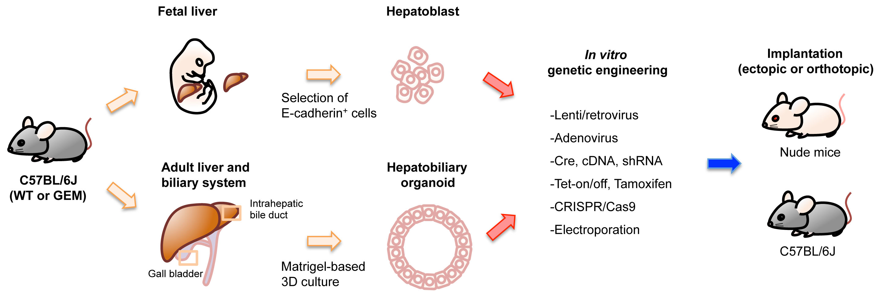 Cancers Free Full Text Recent Advances In Implantation Based