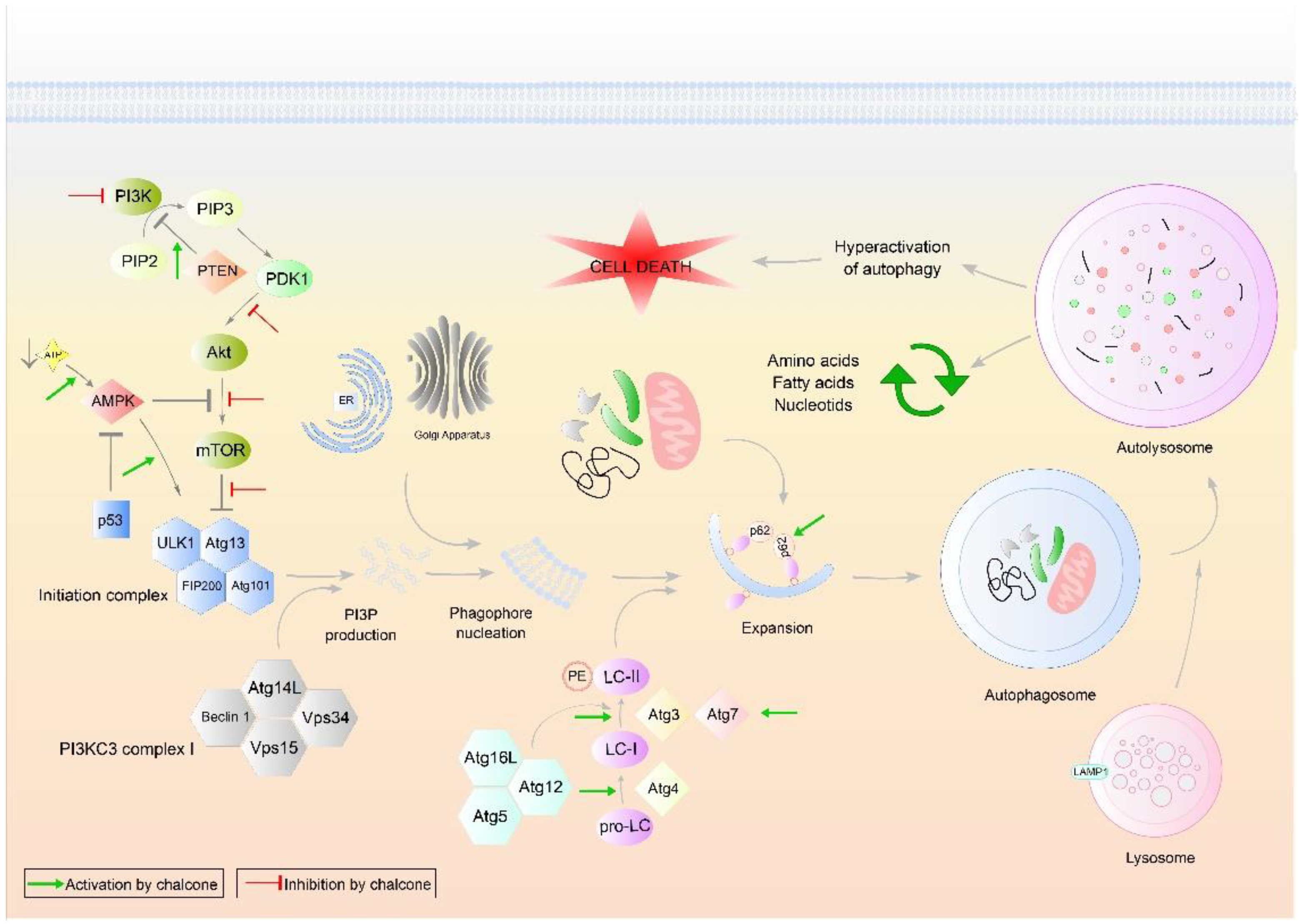 Cancers 13 02730 g003