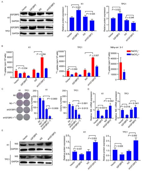 Cancers Free Full Text Targeting Igf Bp Promotes Differentiation