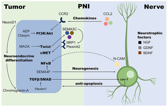 Cancers Free Full Text The Role Of Perineural Invasion In Prostate