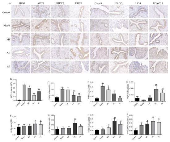 Cancers Free Full Text Astragaloside Iv Inhibits The Proliferation