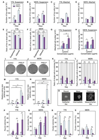 Cancers Free Full Text Prelp Regulates Cellcell Adhesion And Emt