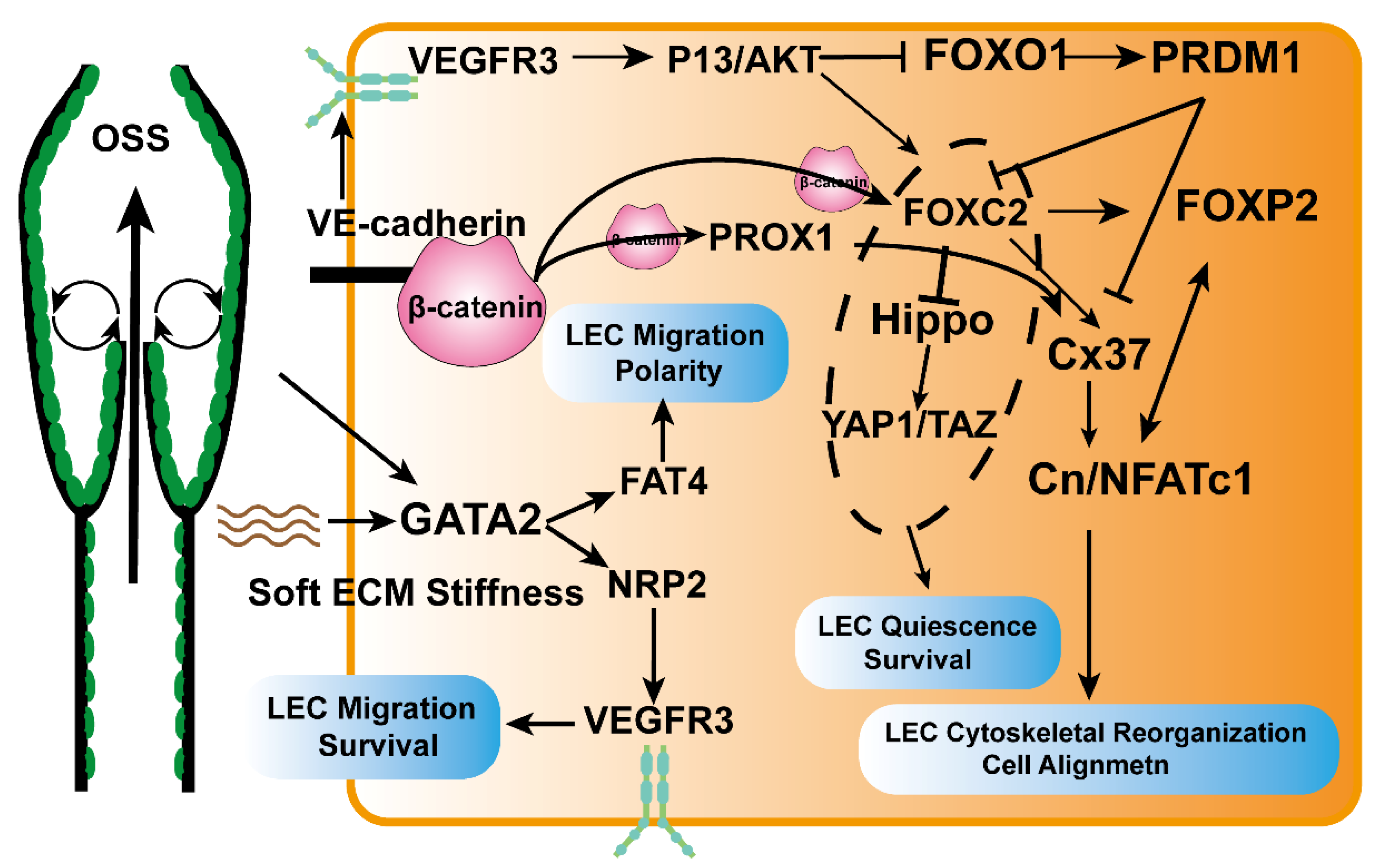 Cancers Free Full Text Current Status Of Lymphangiogenesis