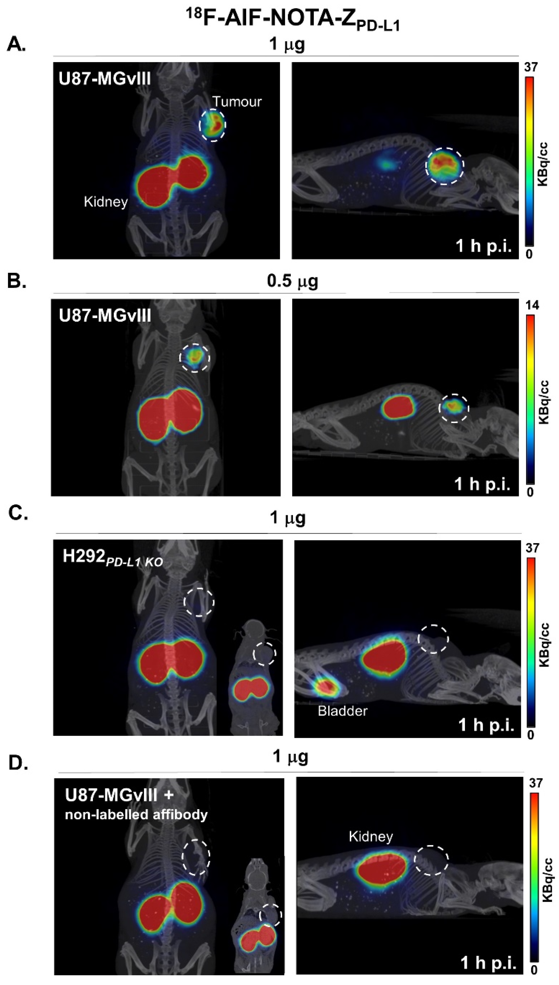 Cancers Free Full Text Immuno PET Imaging Of Tumour PD L1