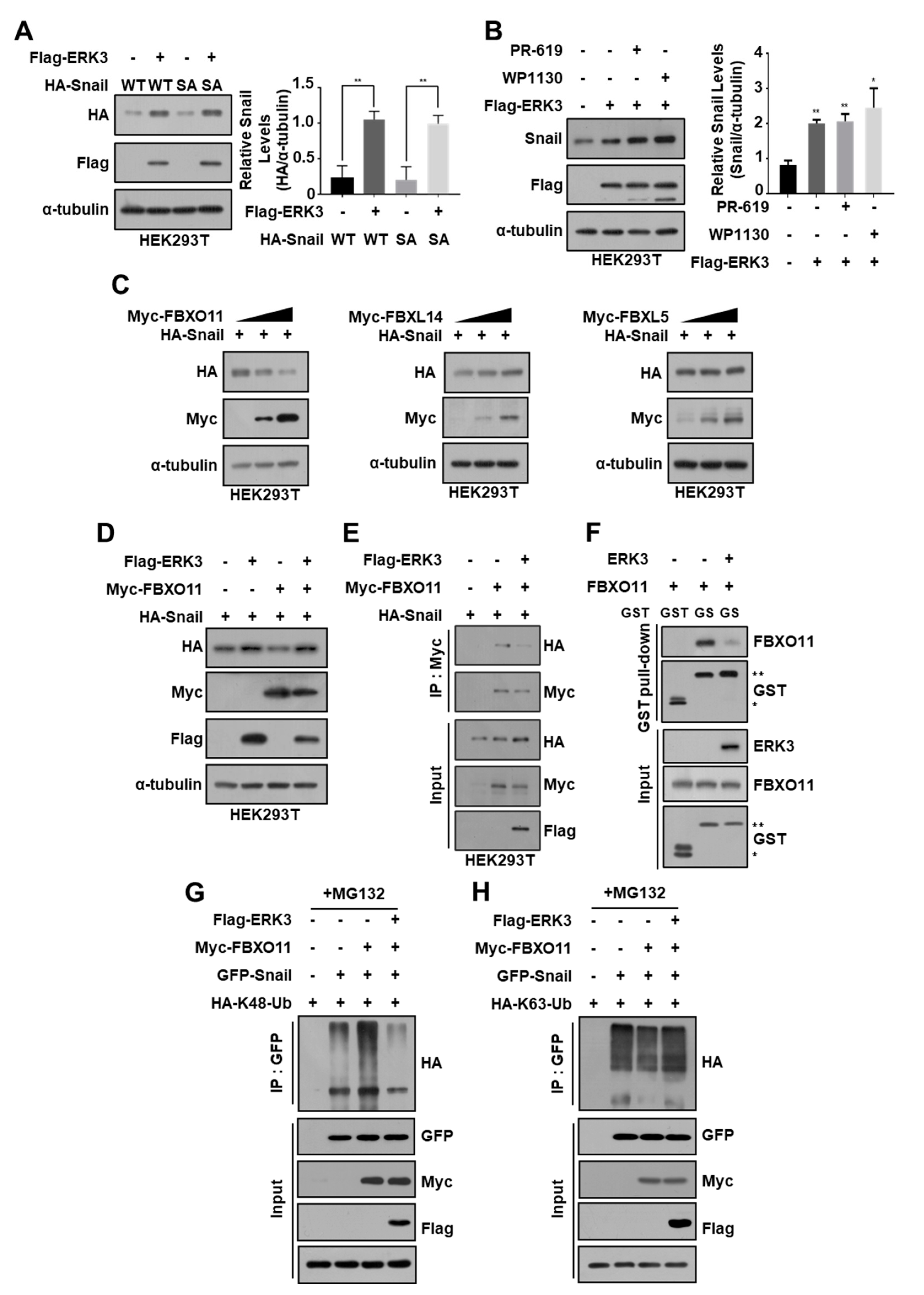 Cancers 16 00105 g006