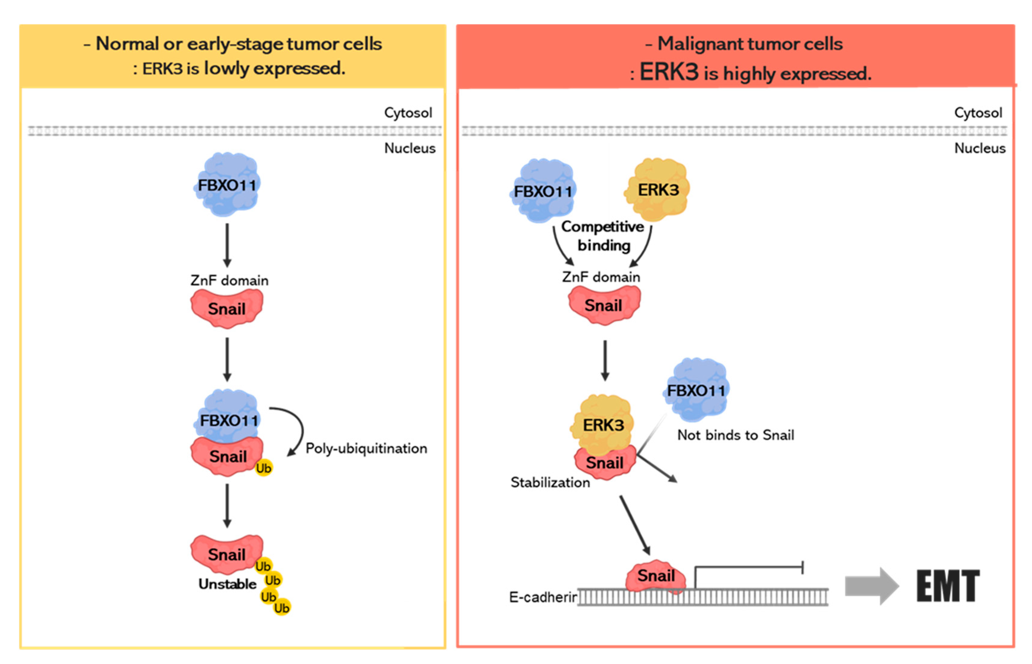 Cancers 16 00105 g008