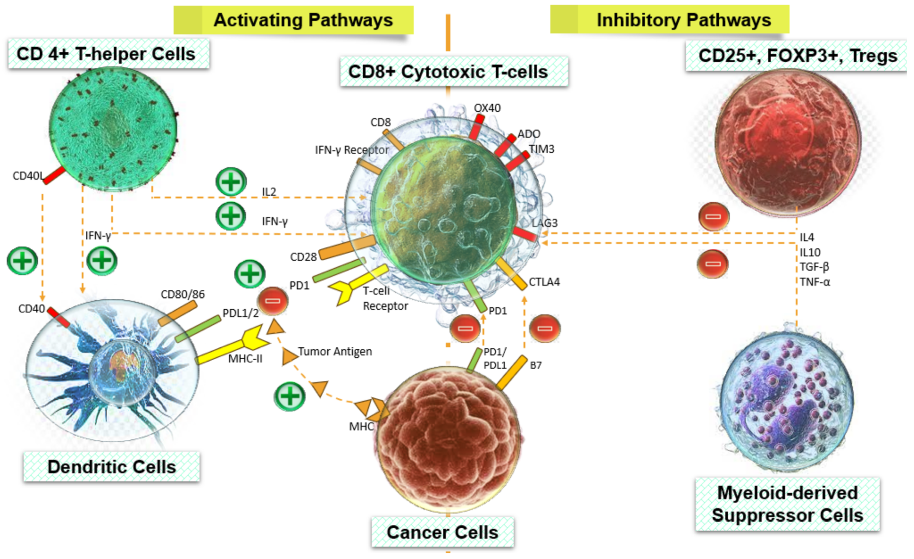 Cancers 16 01626 g002