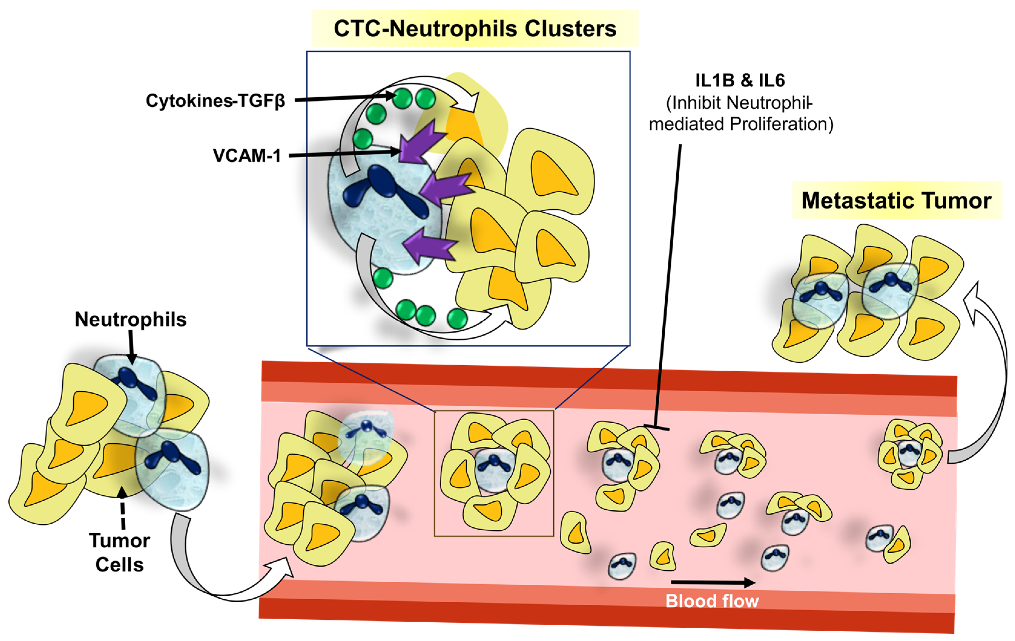 Cancers 16 01626 g003