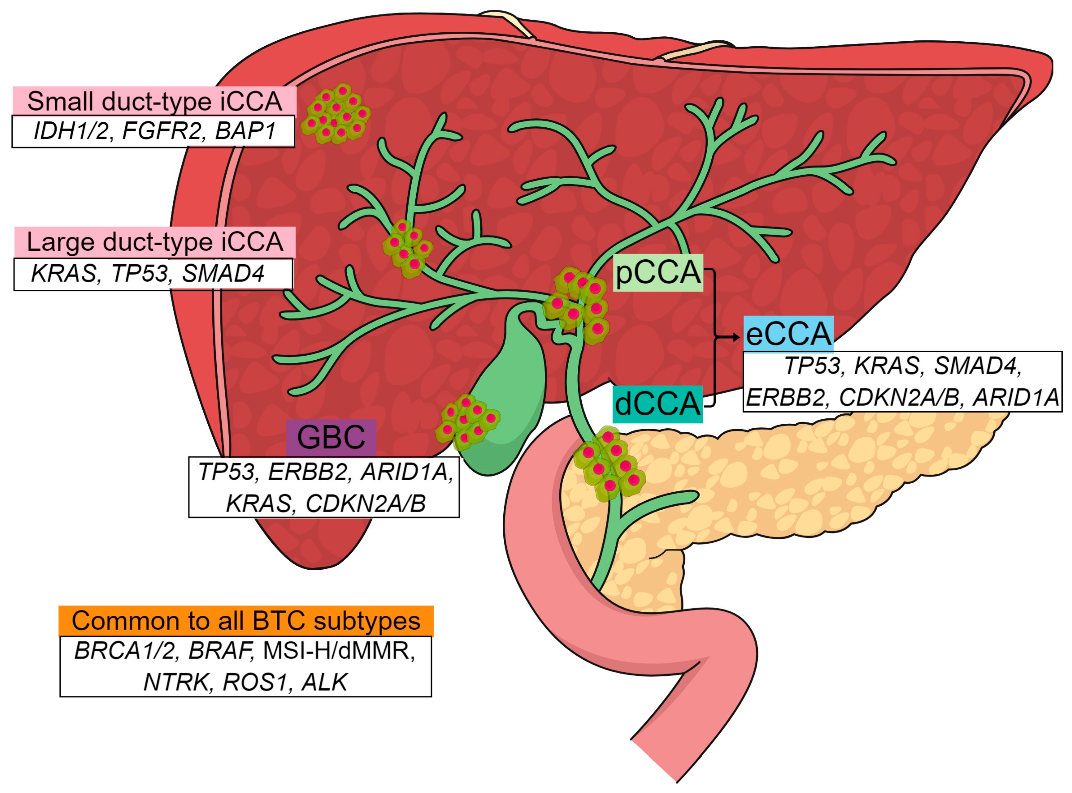 Cancers 16 01761 g001