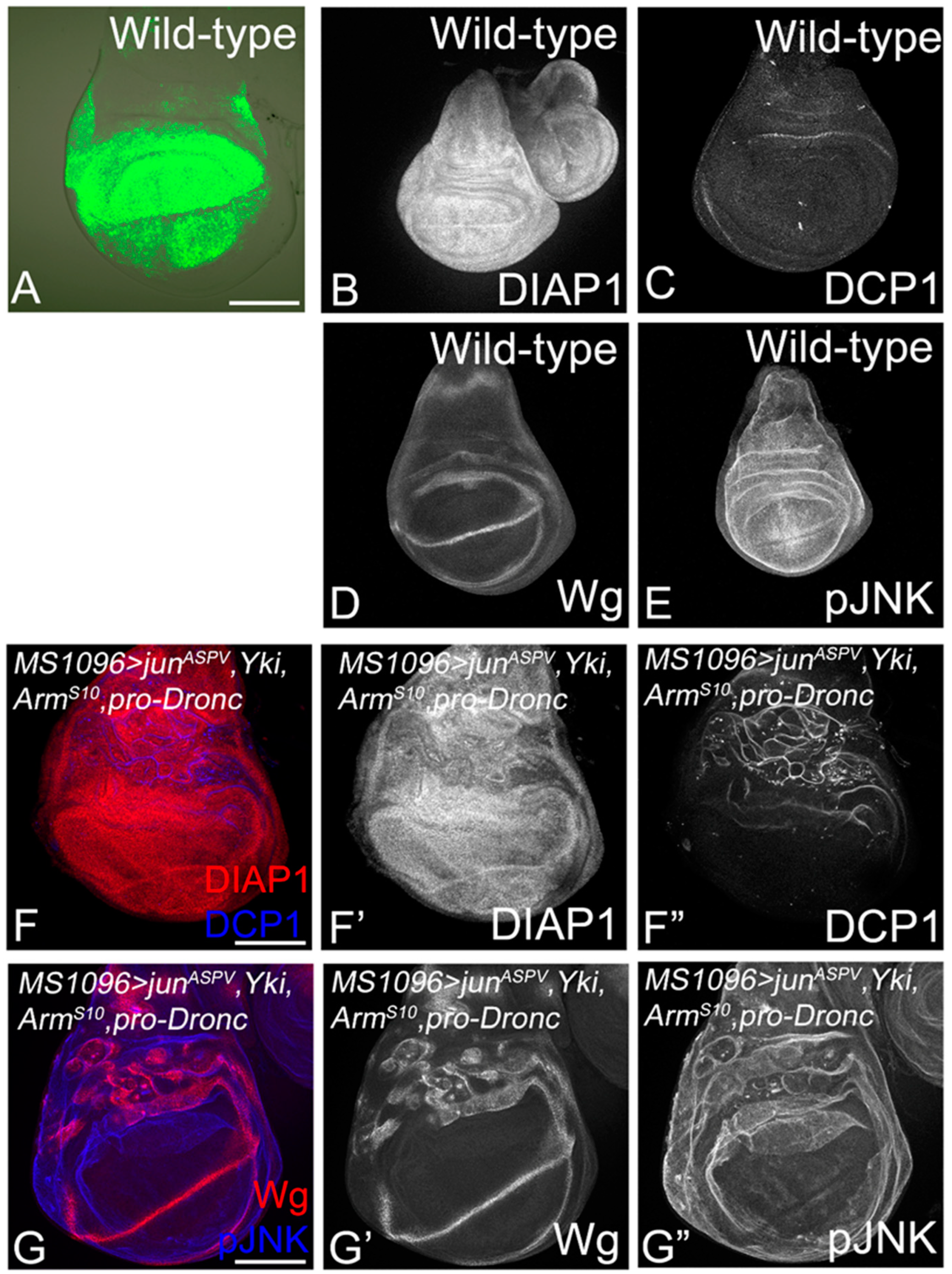 Cancers 16 01768 g007