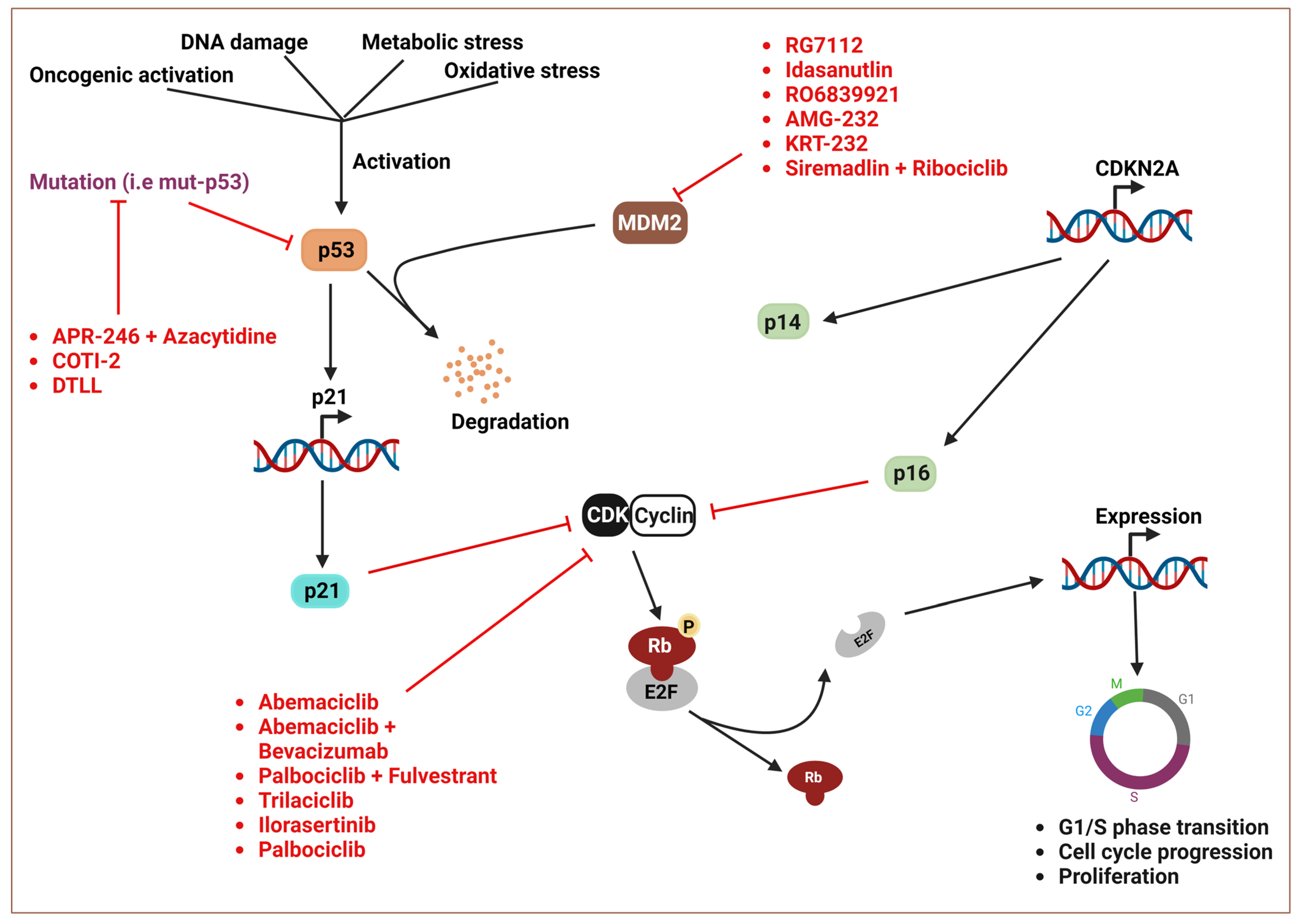 Cancers 16 01808 g002