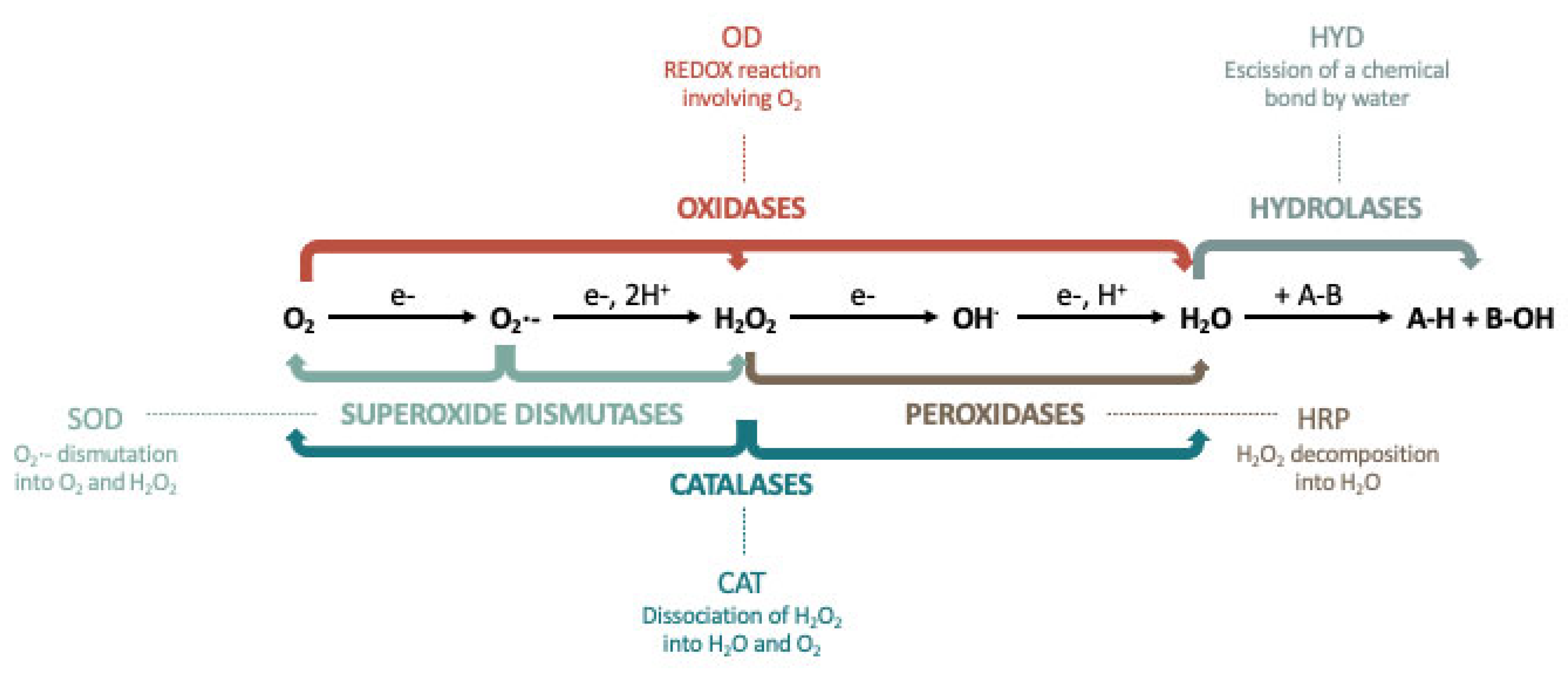 Catalysts 13 00013 g001