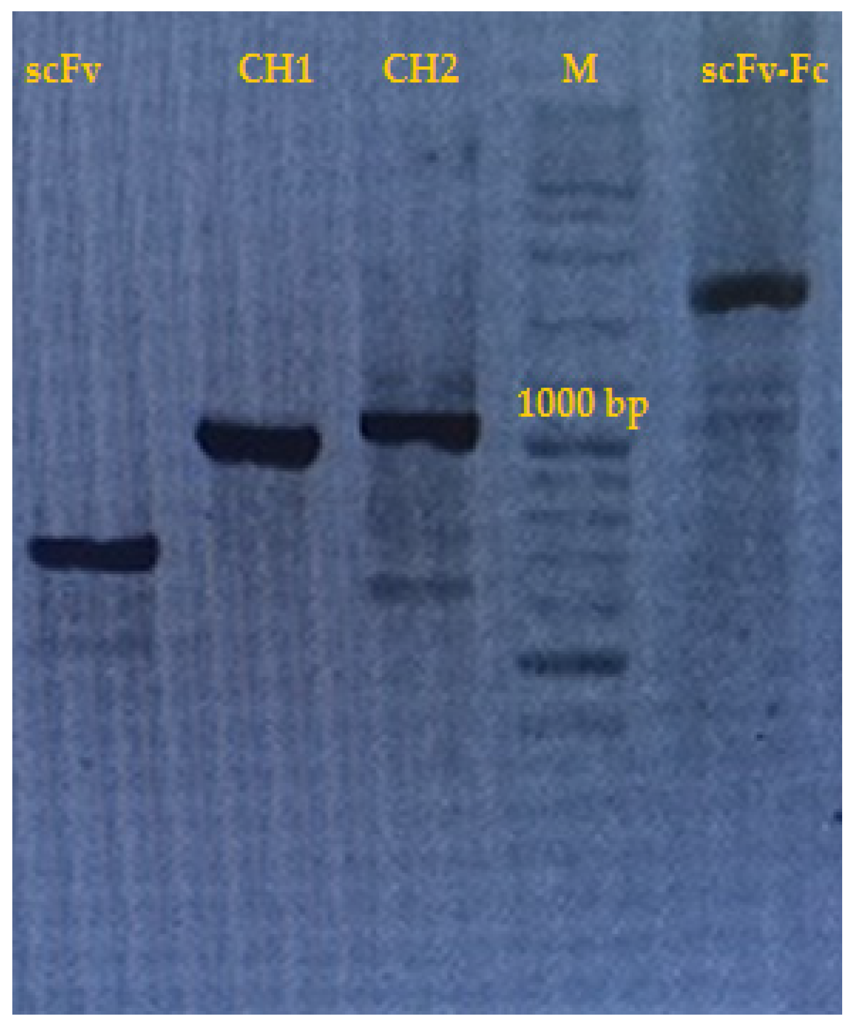 Catalysts 13 00790 g001