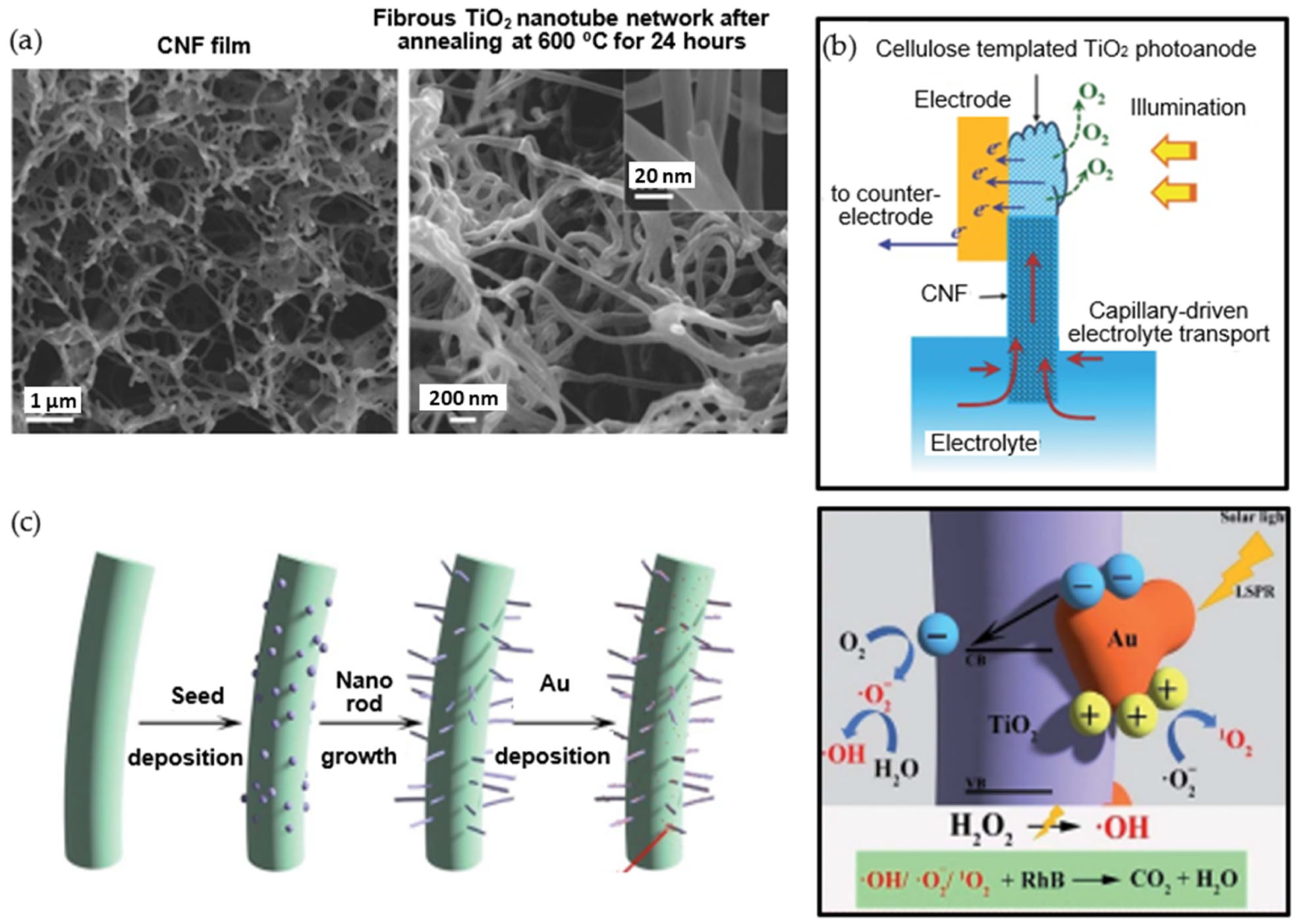 Catalysts 13 00986 g013