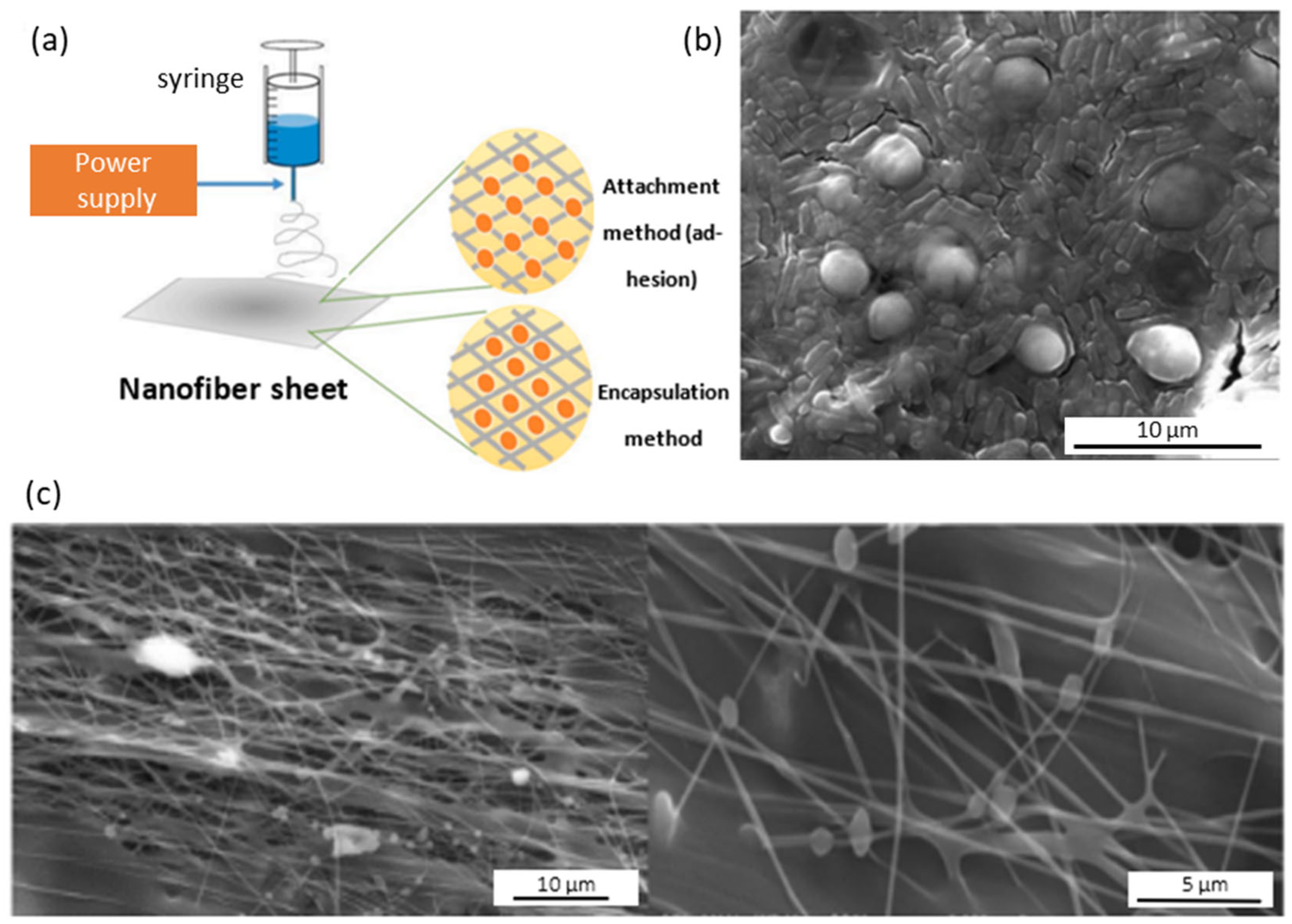 Catalysts 13 00986 g019
