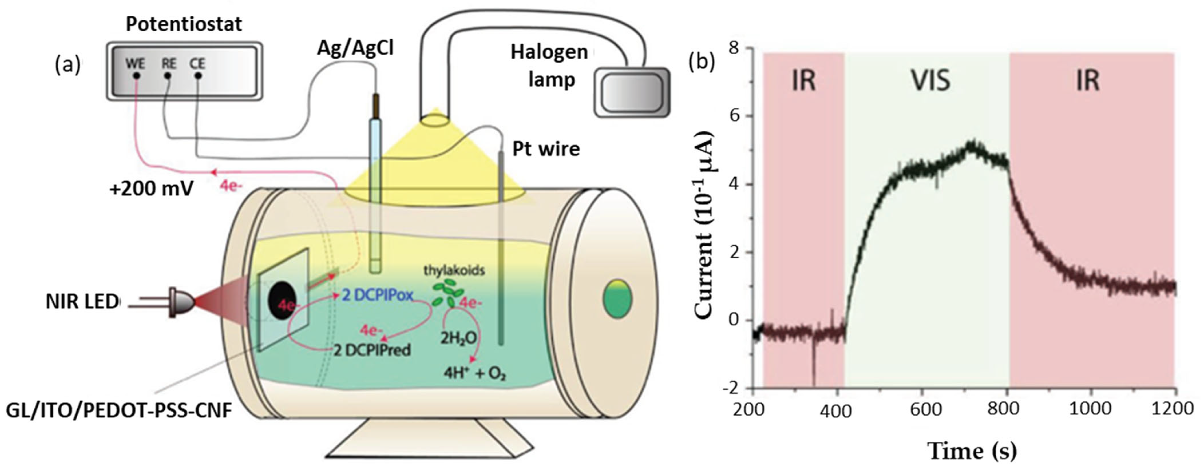 Catalysts 13 00986 g021