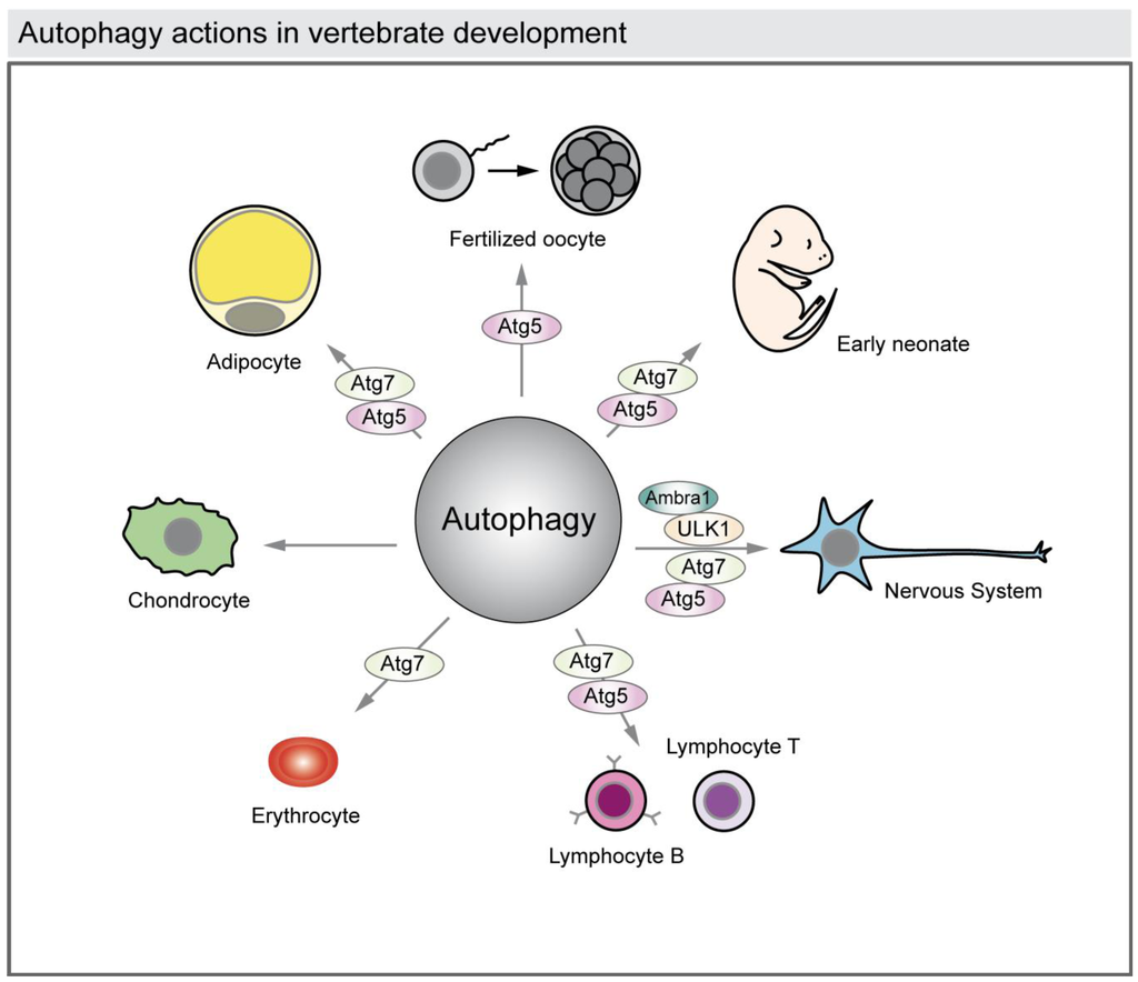 Cells | Free Full-Text | Autophagy During Vertebrate Development | HTML